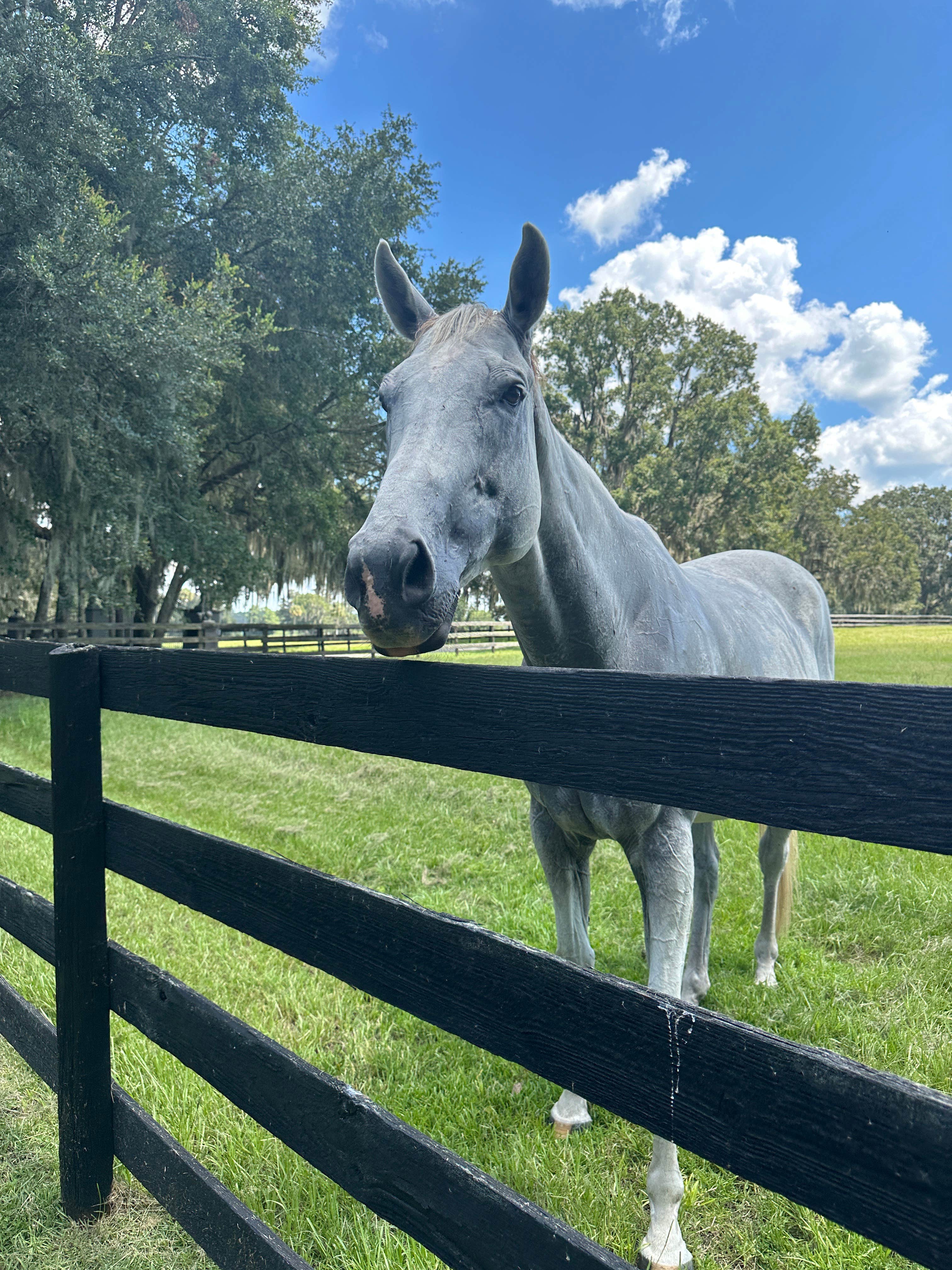 Camper-submitted photo at Ocala North RV Park near Reddick, FL