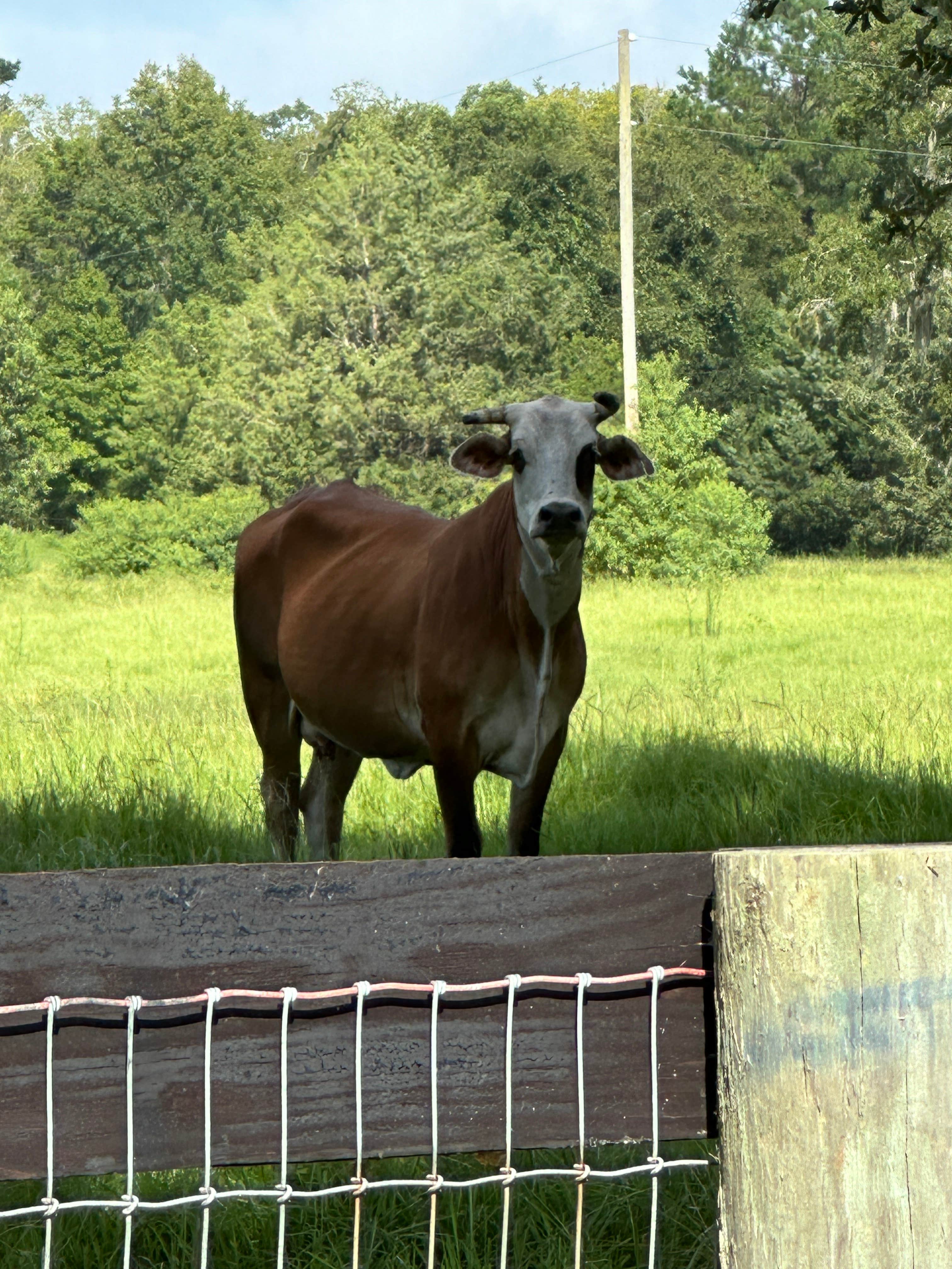Camper-submitted photo at Ocala North RV Park near Reddick, FL
