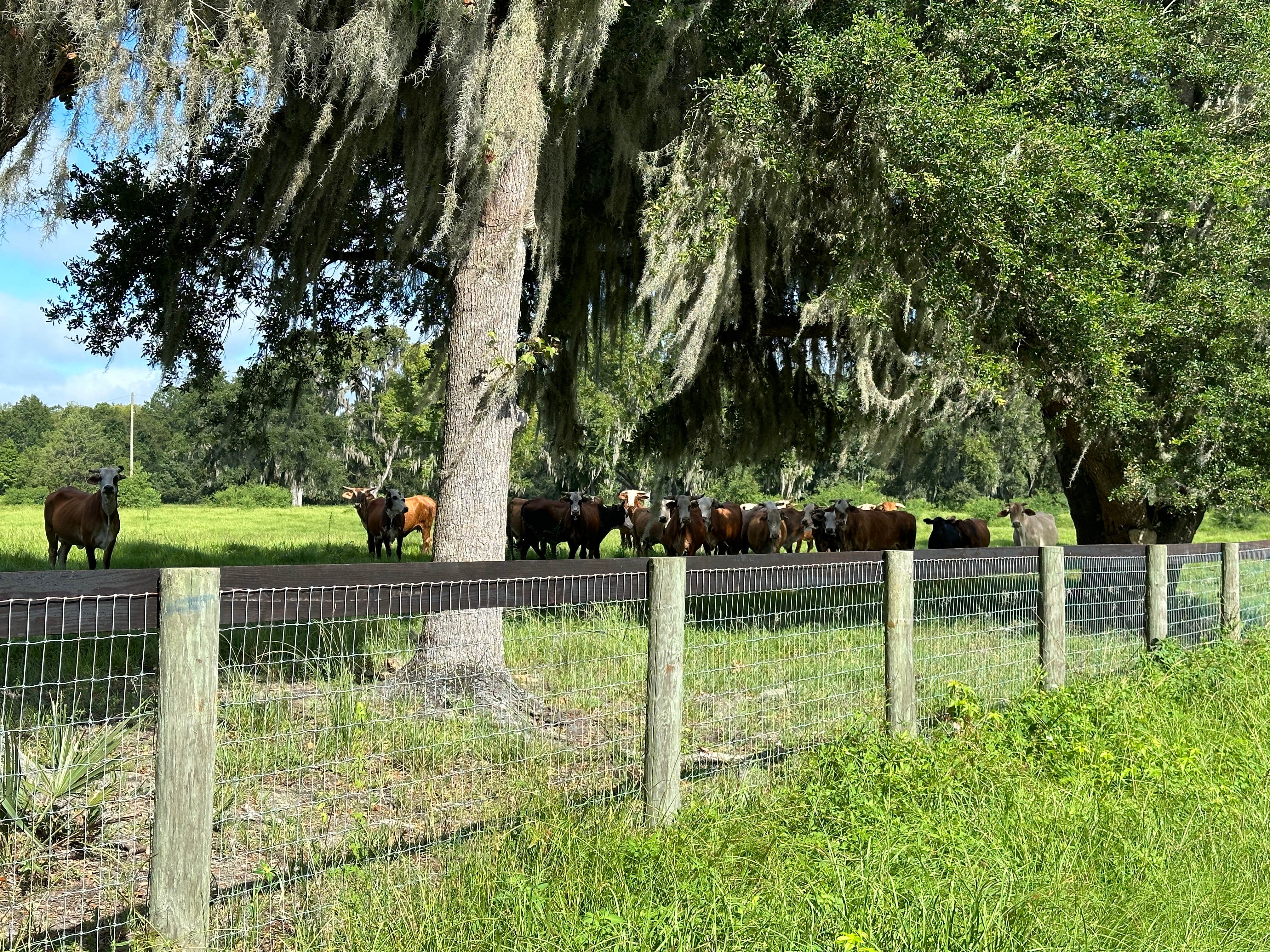 Camper-submitted photo at Ocala North RV Park near Reddick, FL