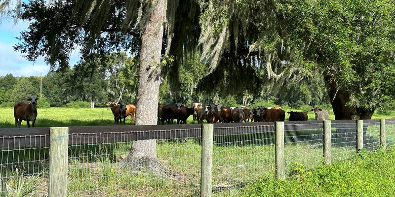 Camper submitted image from Ocala North RV Park