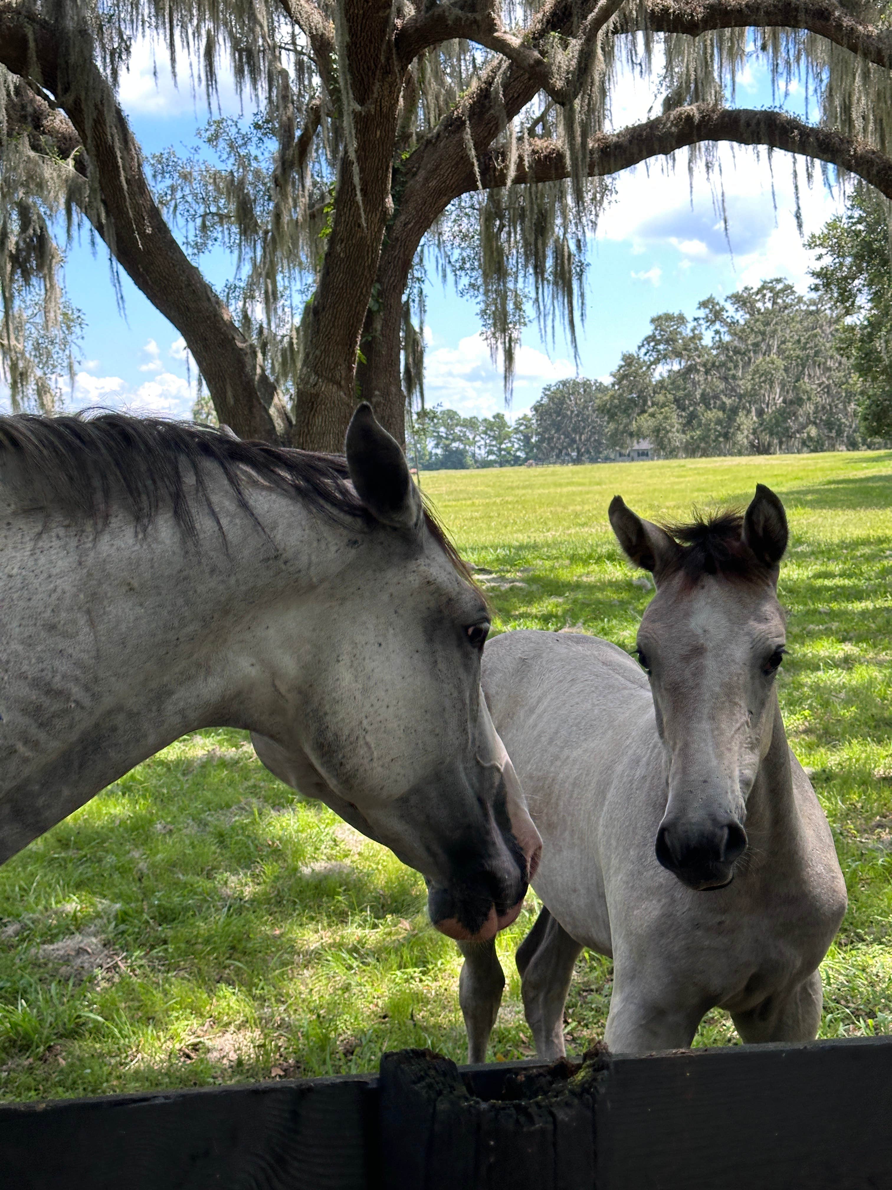 Camper submitted image from Ocala North RV Park - 3