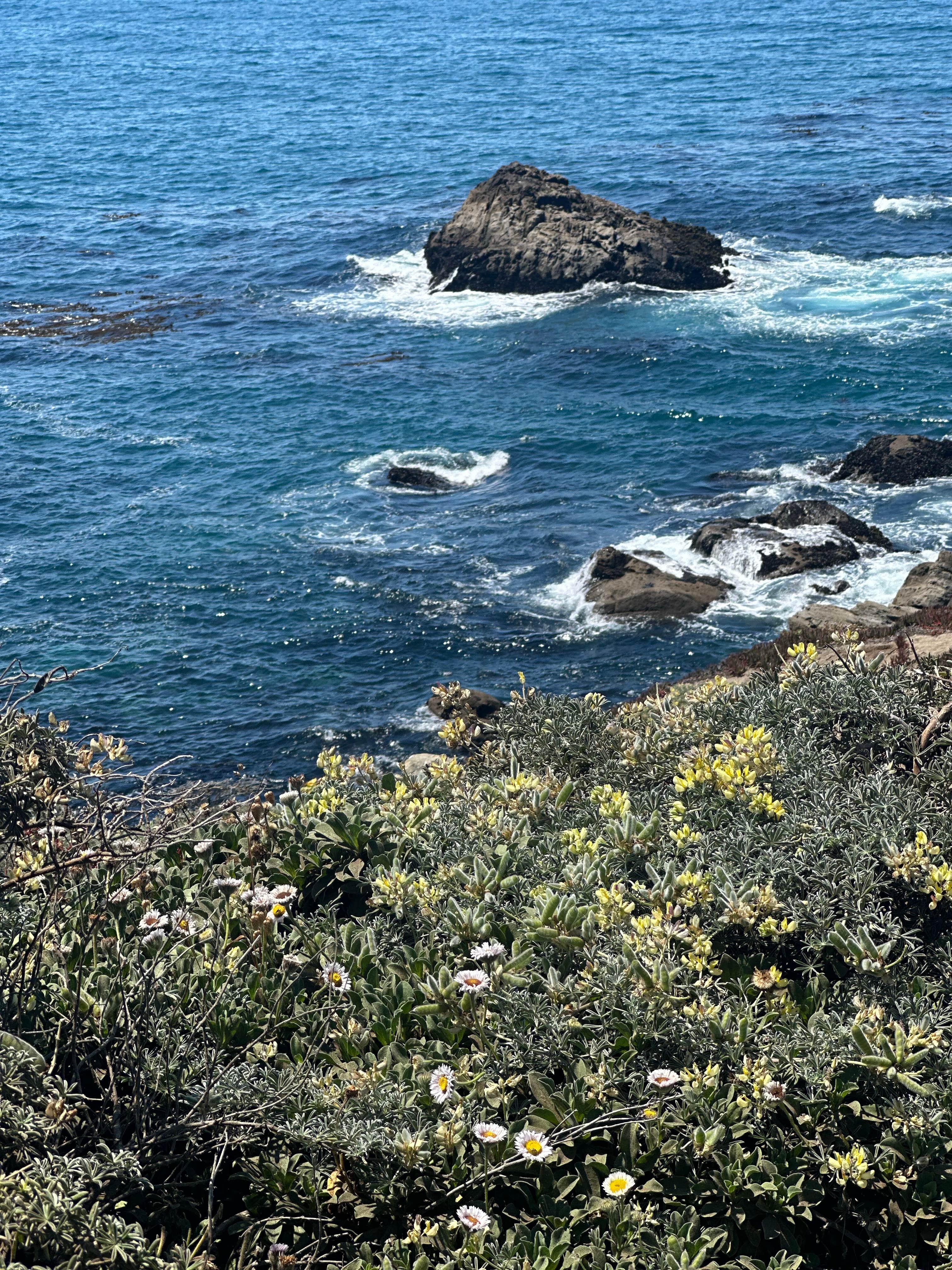 Camper-submitted photo at ocean cove campground near Sea Ranch, CA