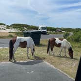 Review photo of Assateague Island National Seashore Oceanside Campground by Madison M., June 10, 2026