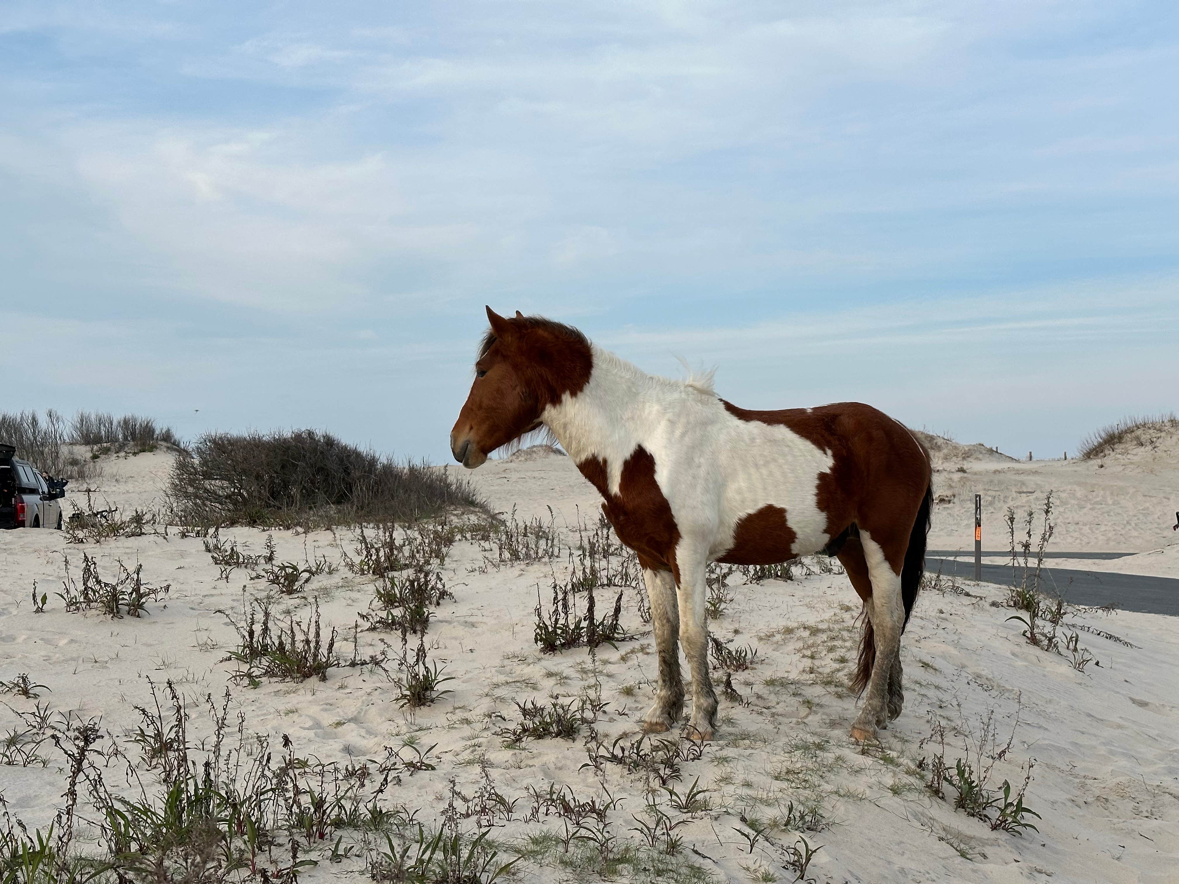 Emily C.'s photo of camping with a horse at Assateague Island National Seashore Oceanside Campground near Seaford, DE