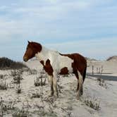 Review photo of Oceanside Assateague Campground — Assateague Island National Seashore by Emily C., October 23, 2023