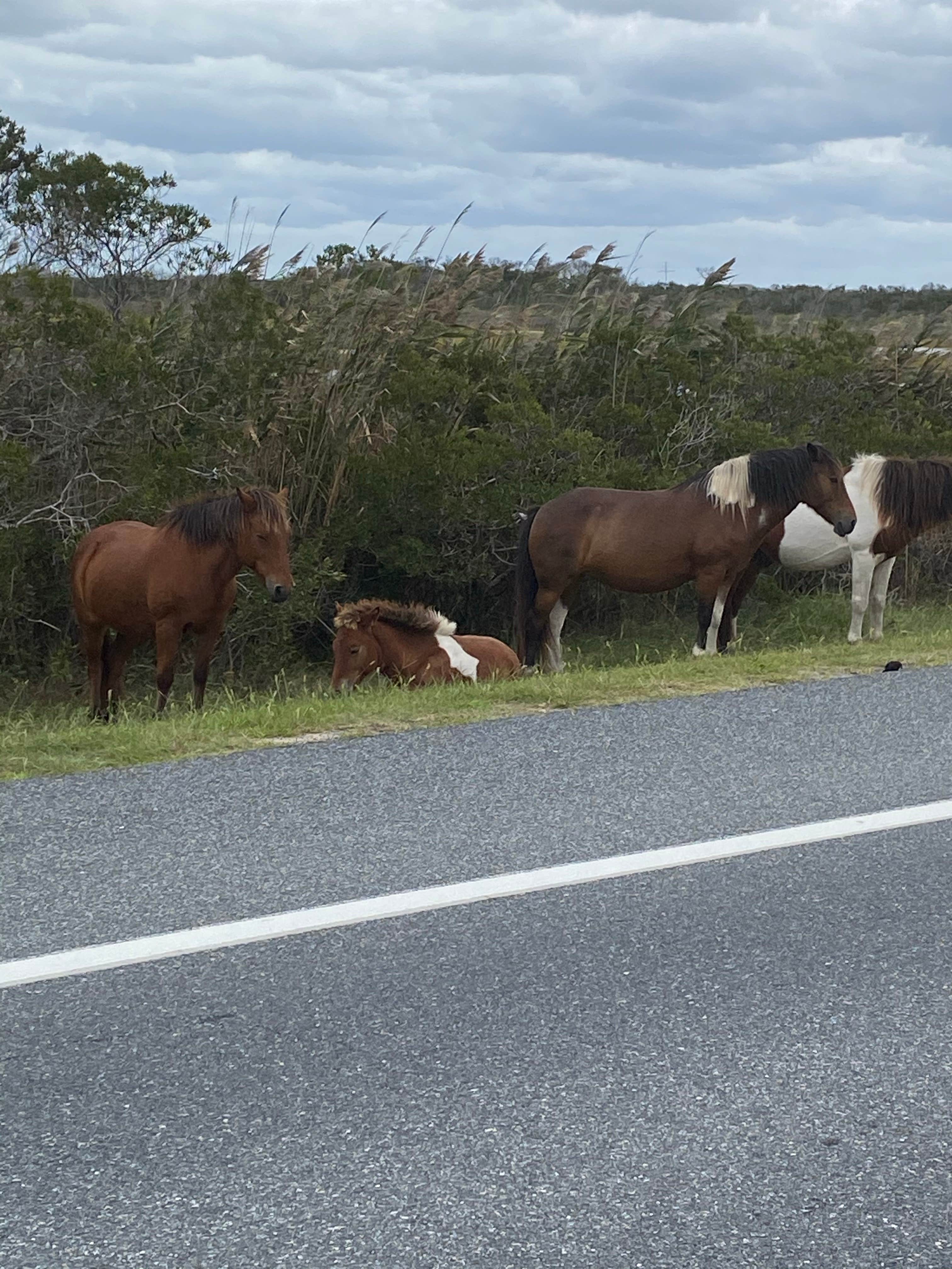 Dyan F.'s photo of camping with a horse at Assateague Island National Seashore Oceanside Campground near Chincoteague, VA
