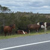 Review photo of Oceanside Assateague Campground — Assateague Island National Seashore by Dyan F., September 29, 2023