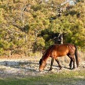 Review photo of Assateague Island National Seashore Oceanside Campground by Sarah G., April 30, 2026