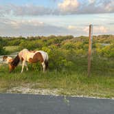 Review photo of Assateague Island National Seashore Oceanside Campground by Steven W., June 3, 2026