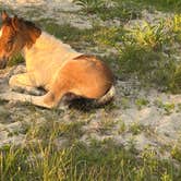 Review photo of Assateague Island National Seashore Oceanside Campground by Steven W., June 3, 2026