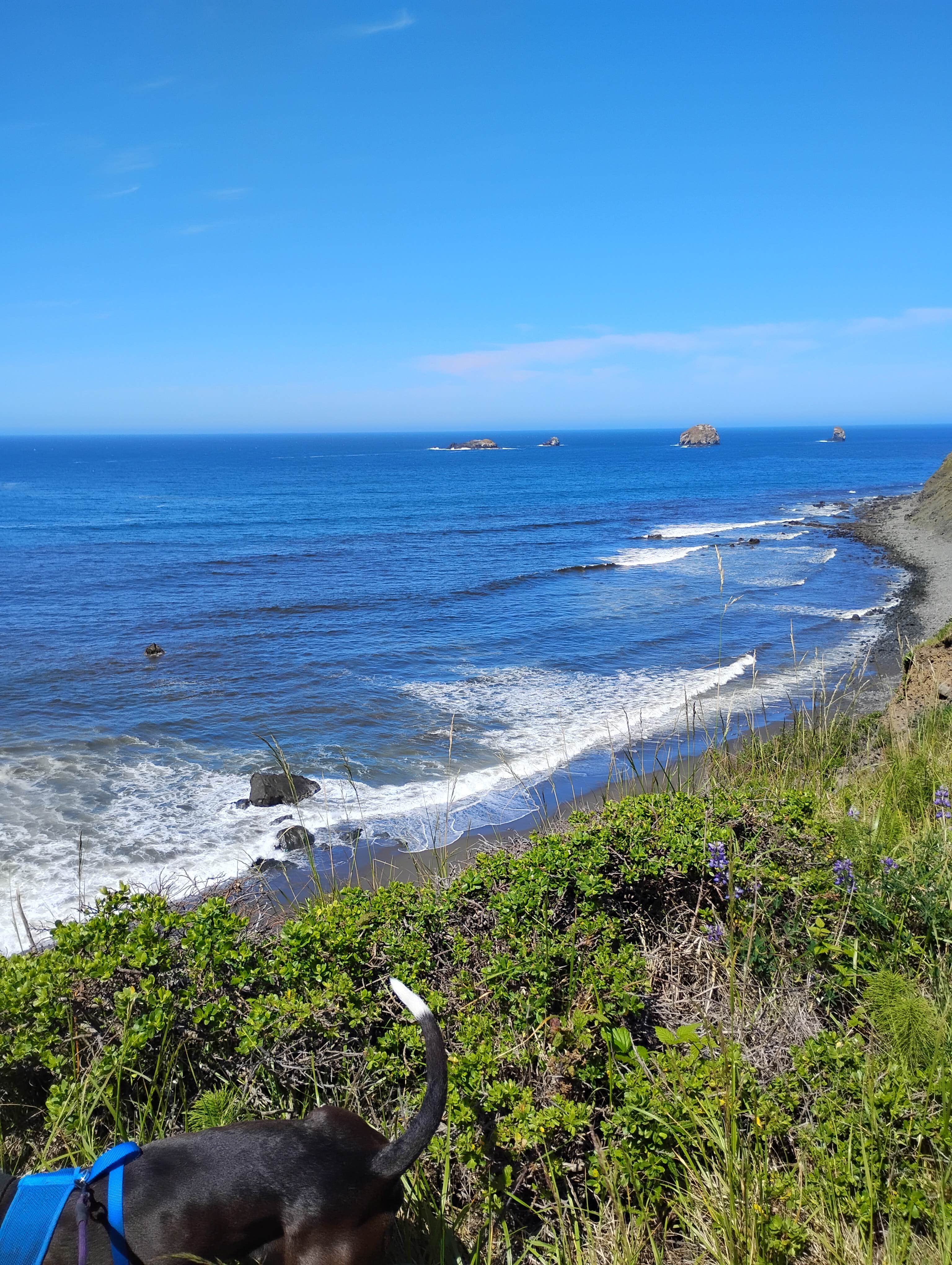 Linda L.'s photo of camping with pets at Oceanside RV Park near Brookings, OR