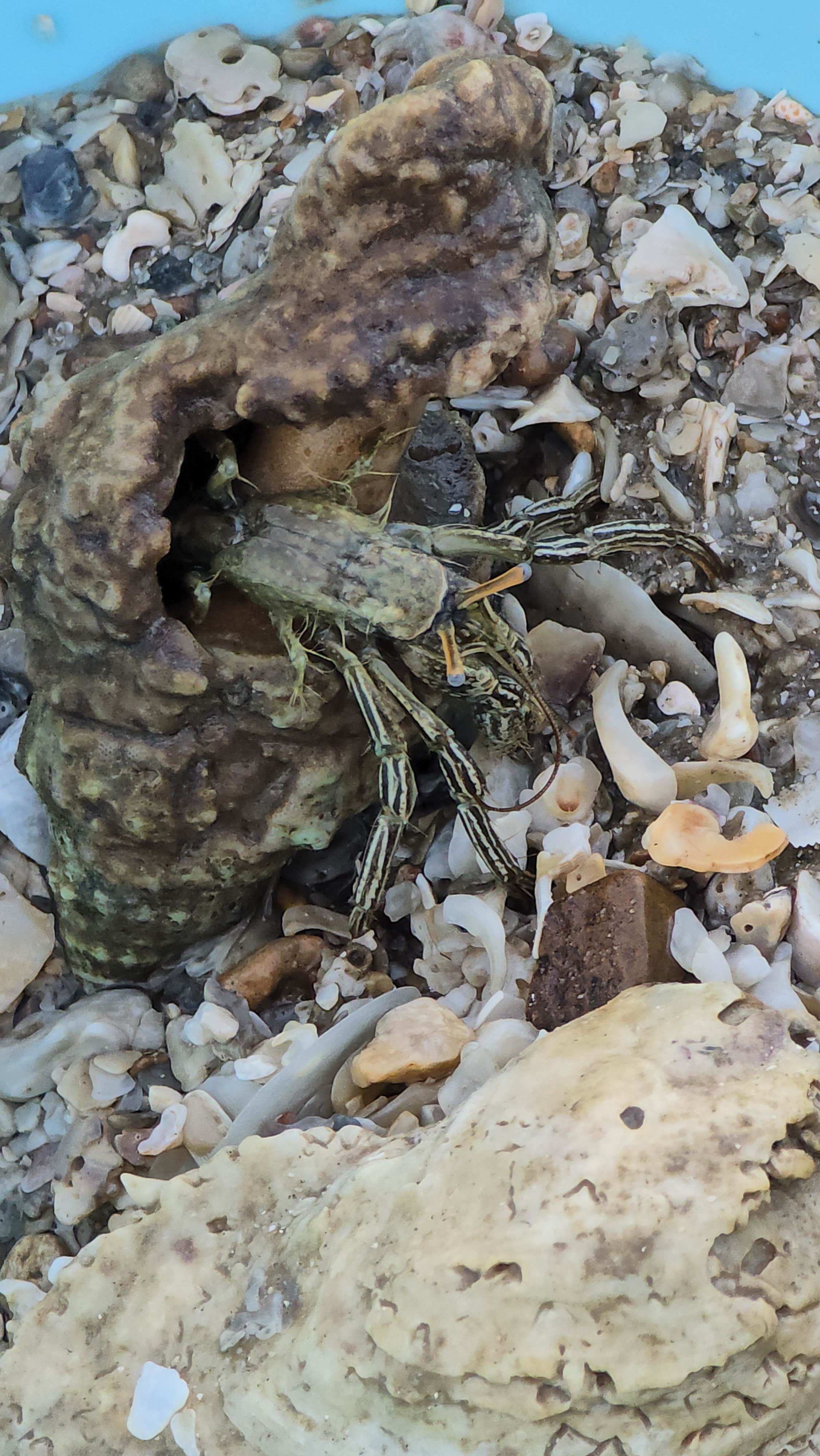 Camping near KOA Port Lavaca Matagorda Bay: Ocean Drive RV Park, Austwell, Texas