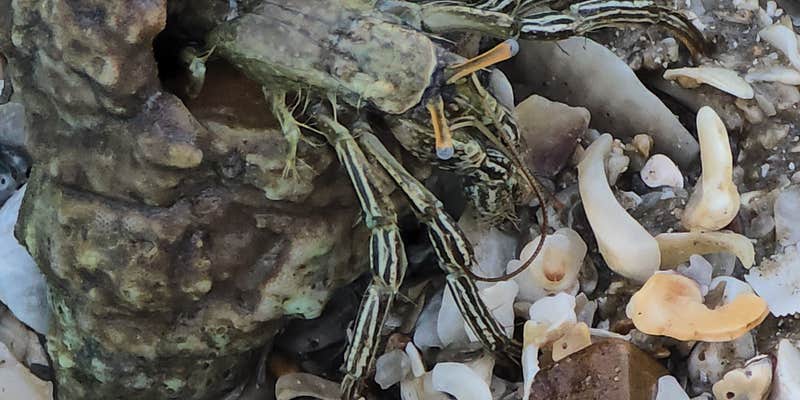 Camper submitted image from Ocean Drive RV Park