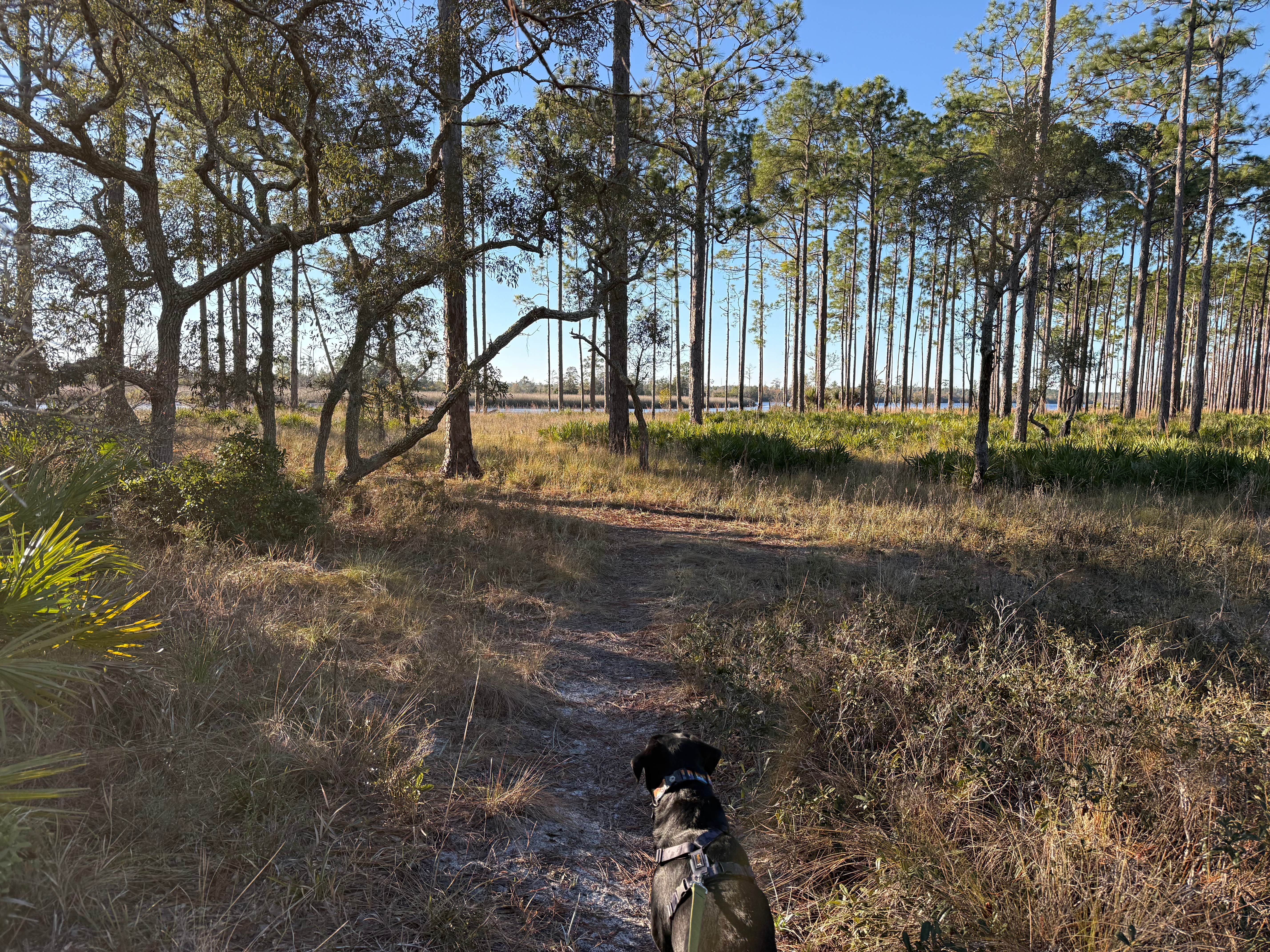 Barbara S.'s photo of camping with pets at Ochlockonee River State Park Campground near Apalachicola National Forest