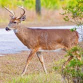 Review photo of Ochlockonee River State Park Campground by Common N., February 17, 2024