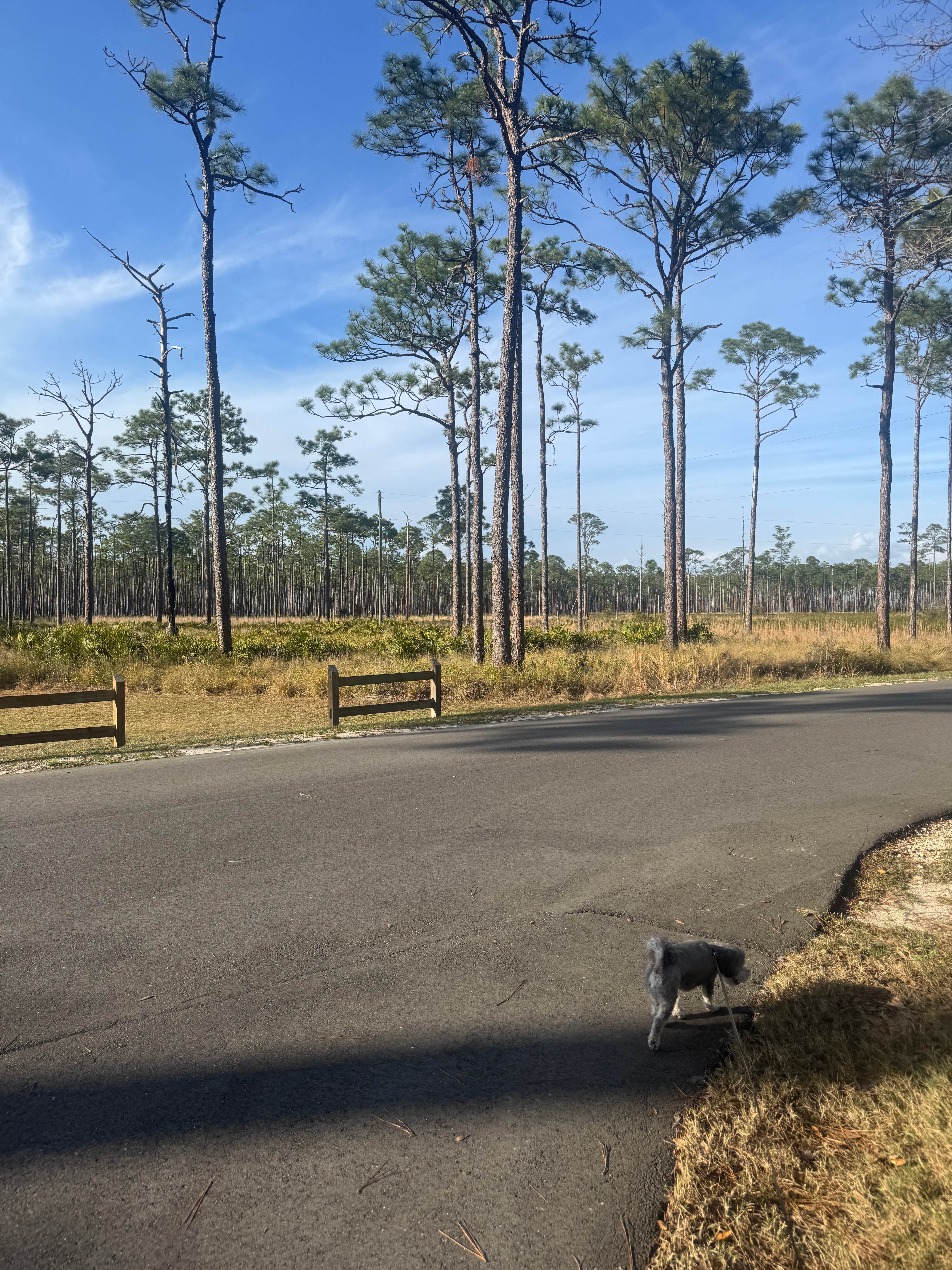 Jon K.'s photo of camping with pets at Ochlockonee River State Park Campground near Panacea, FL