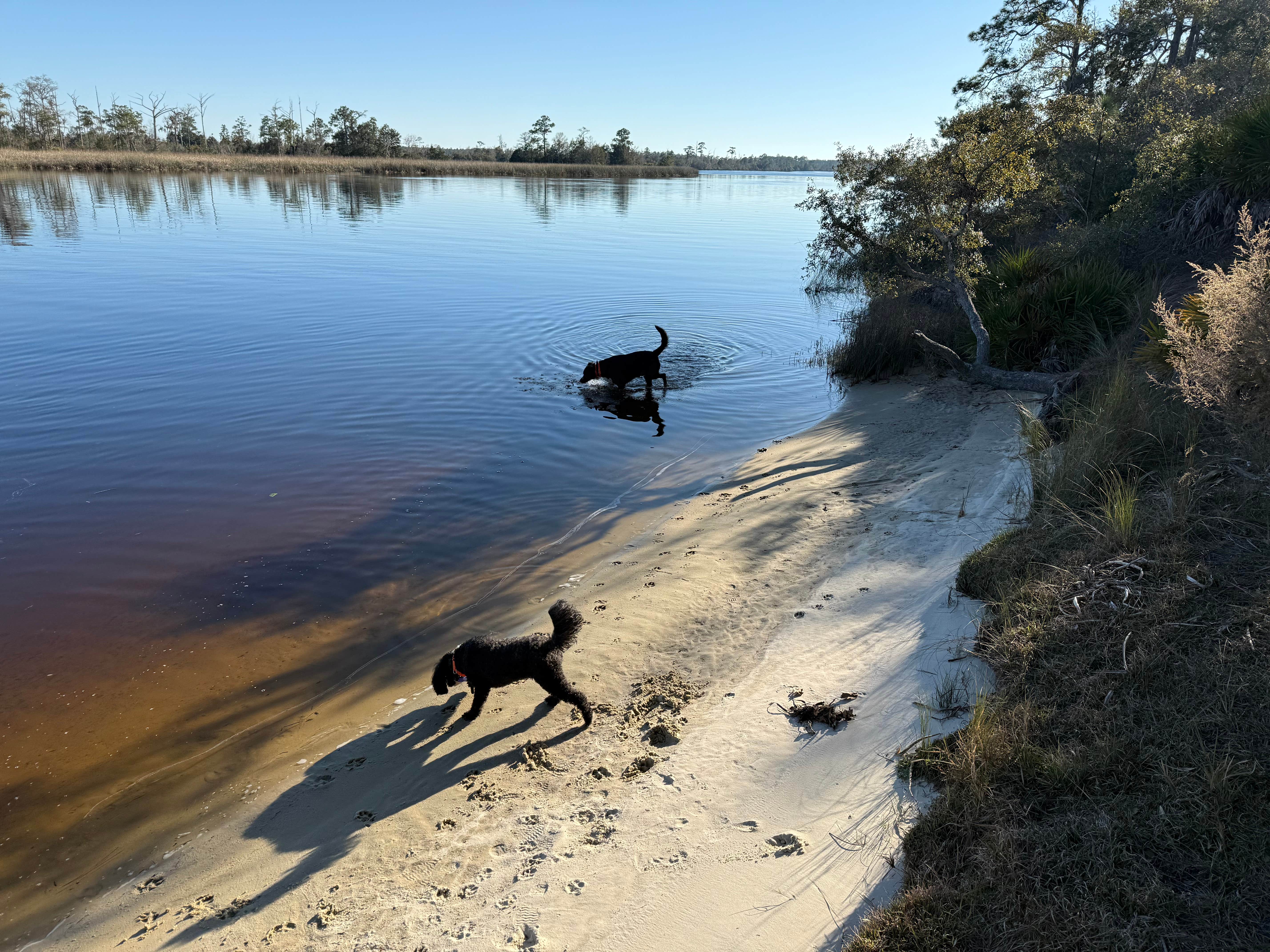 Kathy L.'s photo of camping with pets at Ochlockonee River State Park Campground near Apalachicola National Forest