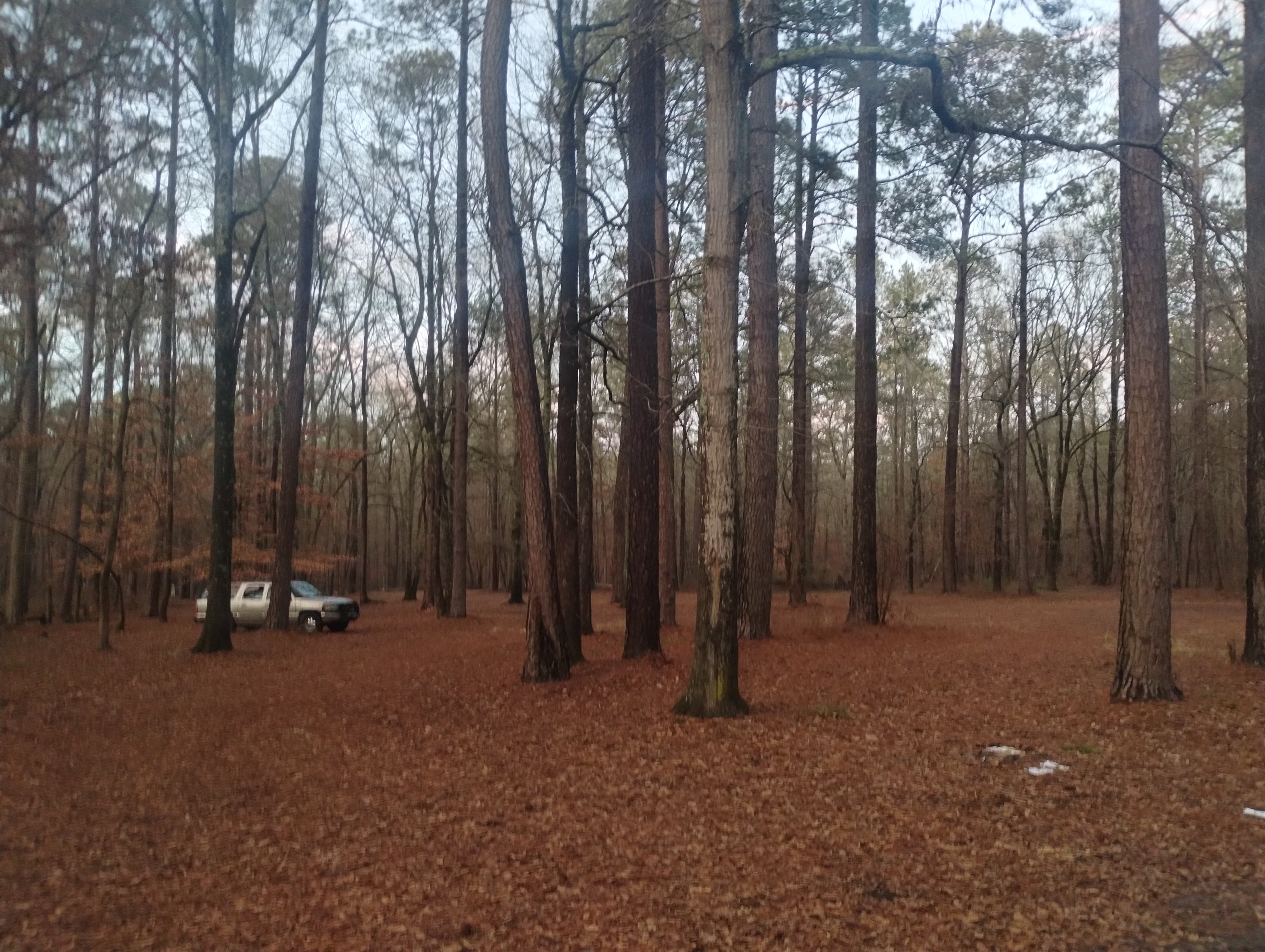 Camper submitted image from Ocmulgee River Camp - 2