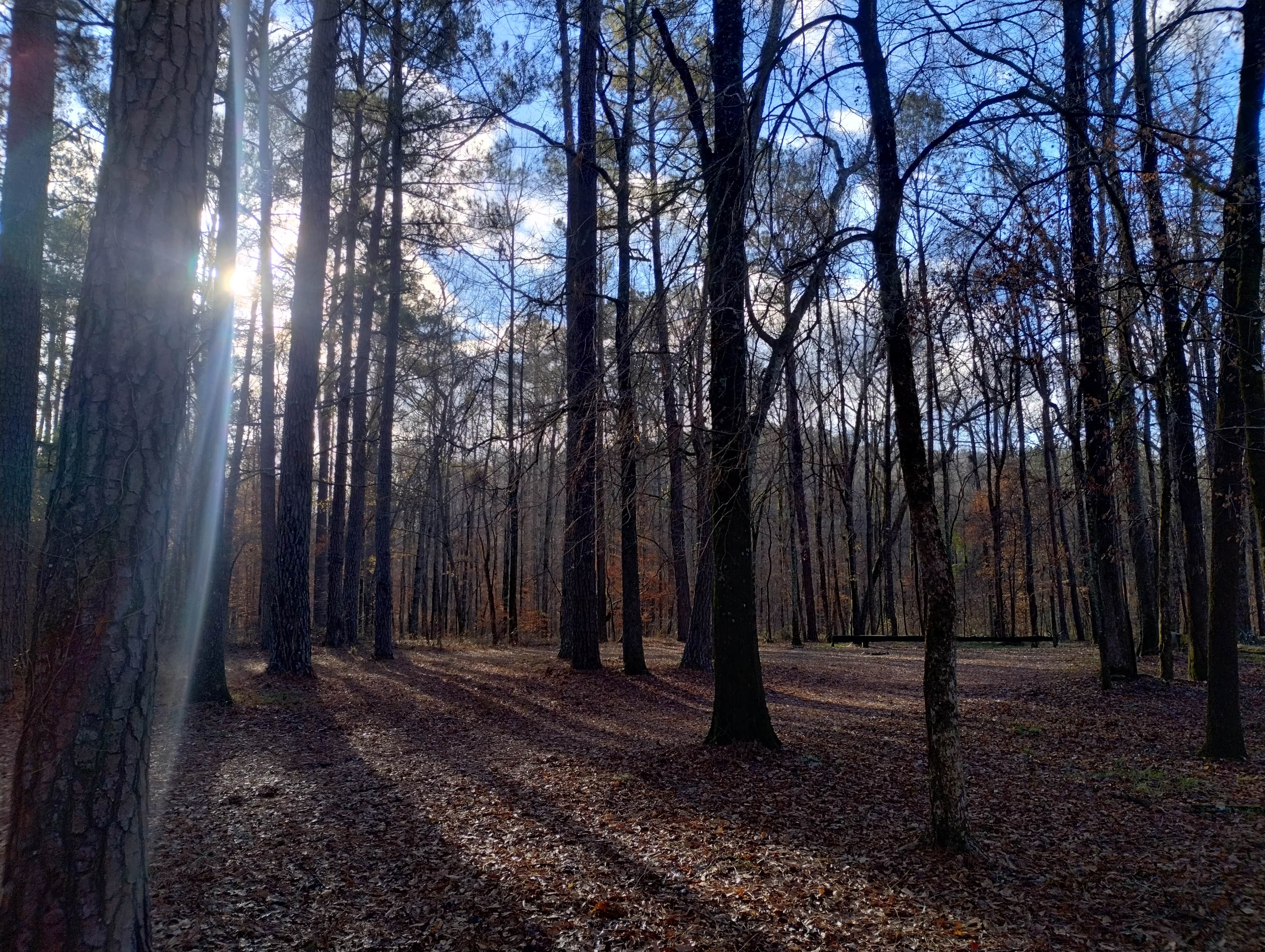 Camper submitted image from Ocmulgee River Camp - 3