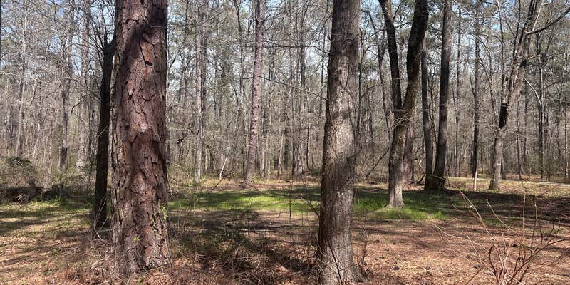 Camper submitted image from Ocmulgee River Camp