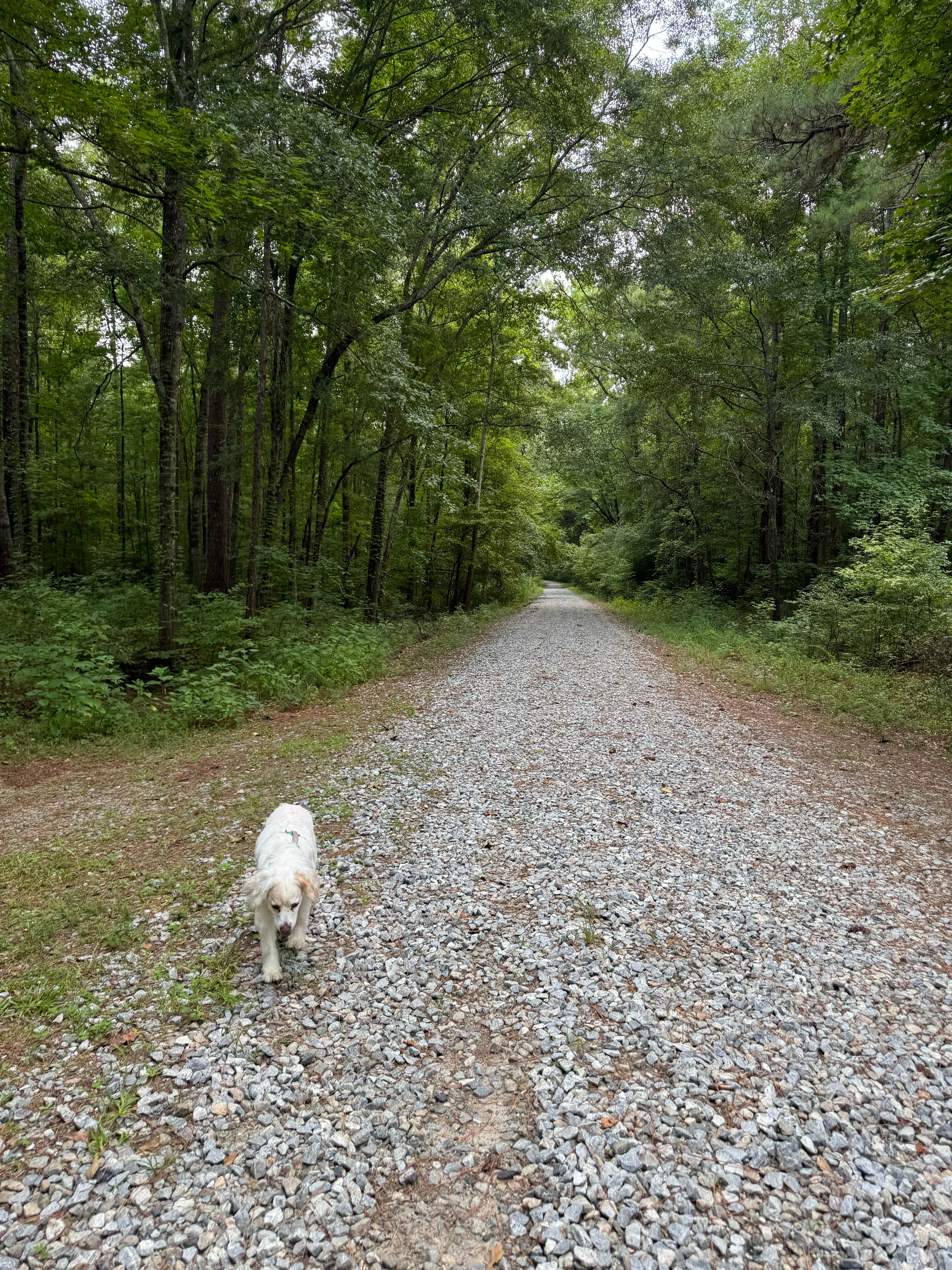 Julie H.'s photo of camping with pets at Ocmulgee River Camp near Lovejoy, GA