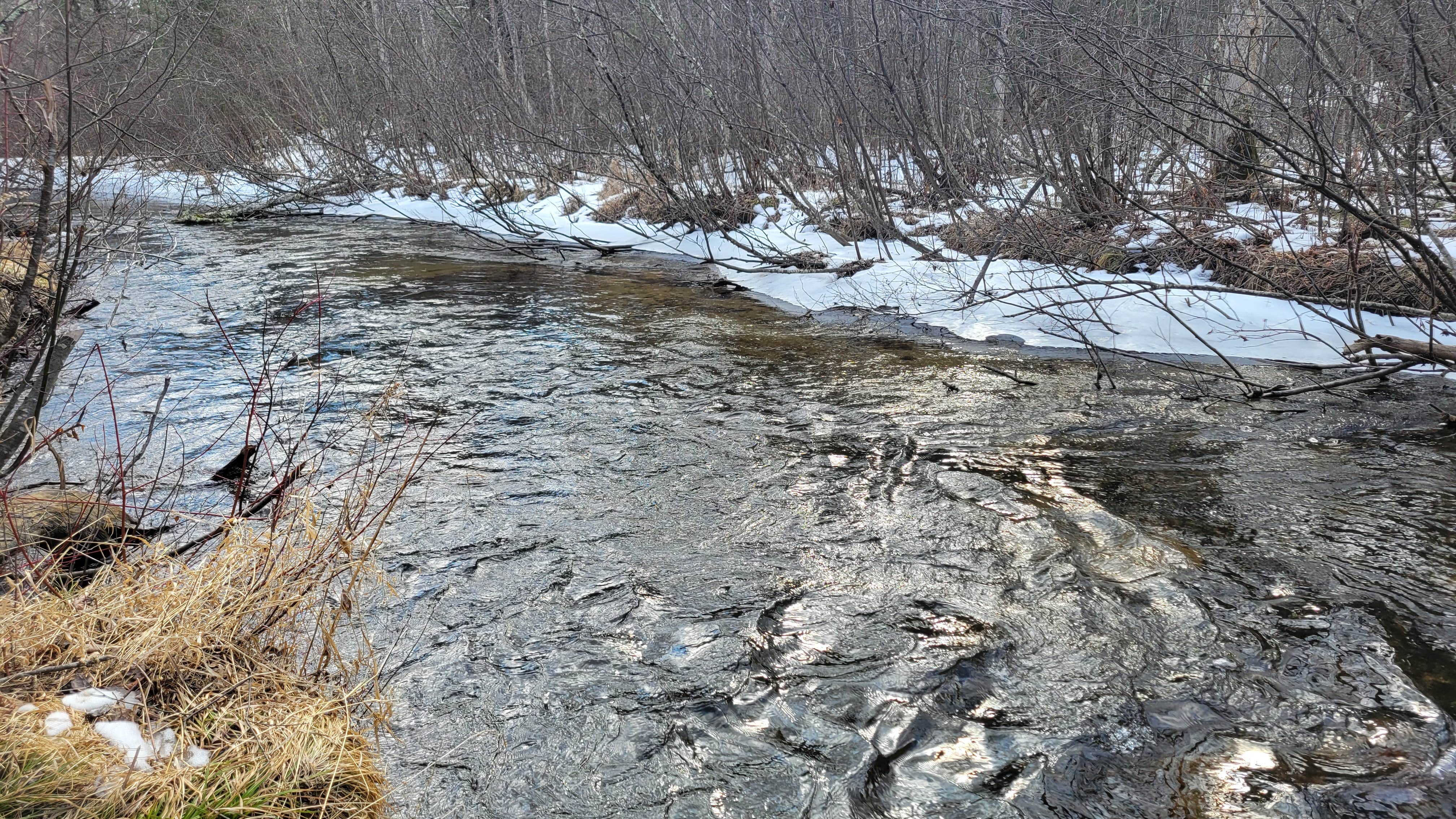 Camper submitted image from Oconto River-2nd Branch - 4