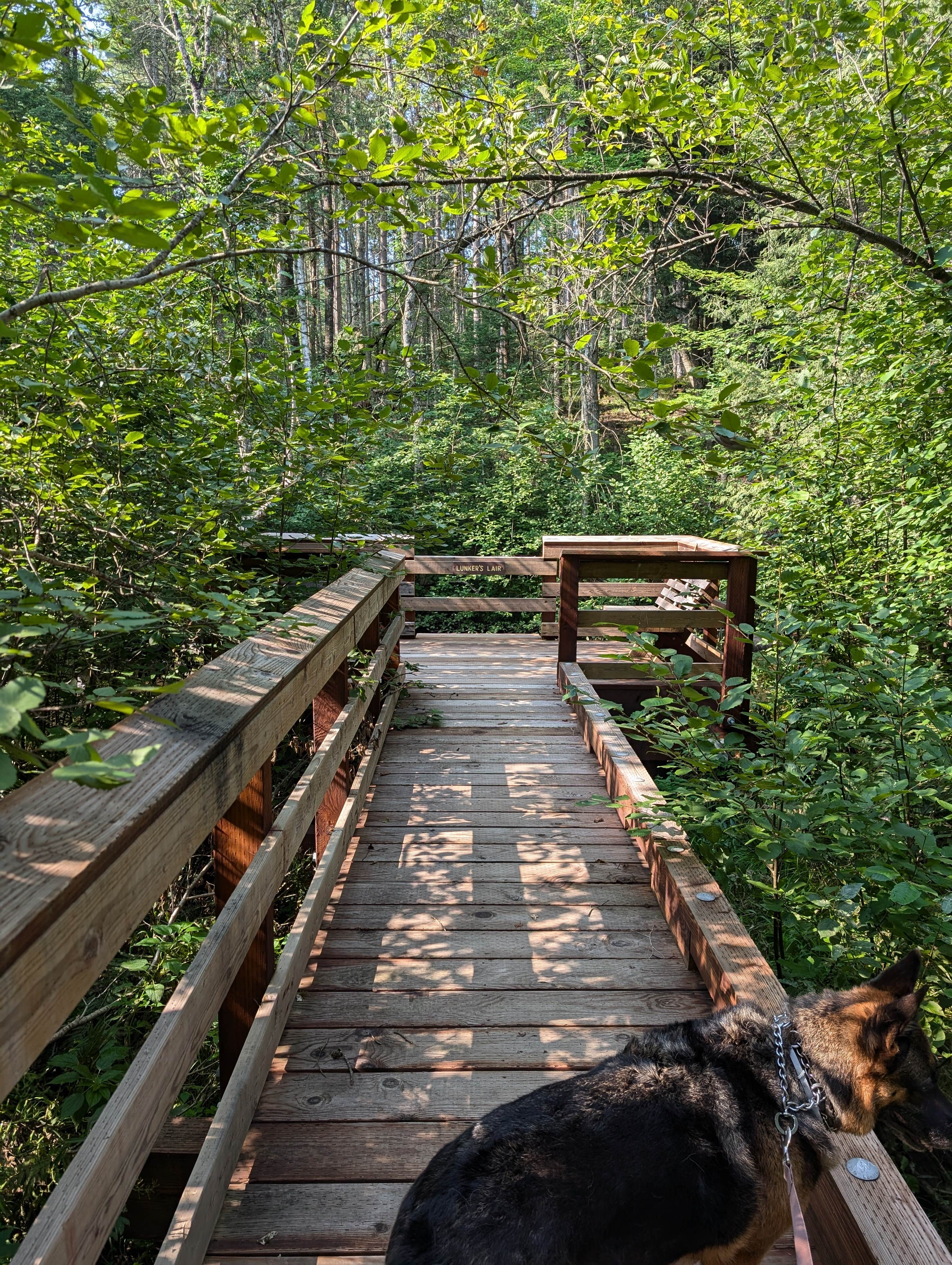 hesselinkj@yahoo.com's photo of camping with pets at Oconto River-2nd Branch near Mountain, WI