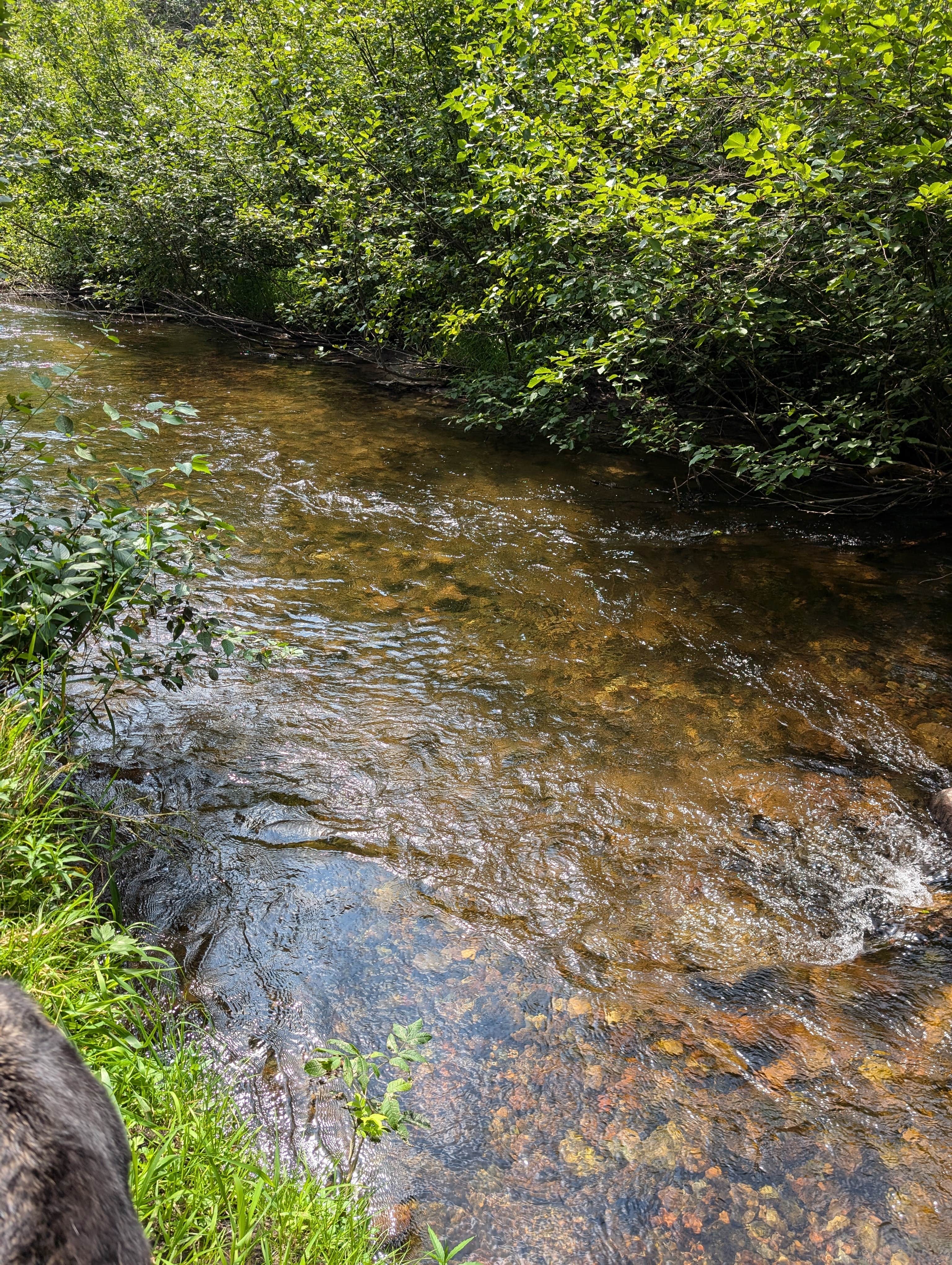 Camper-submitted photo at Oconto River off Mountain Lake Road near Summit Lake, WI