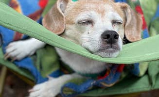 Jennifer A.'s photo of camping with pets at Odell Lake Lodge & Resort Campground near Chemult, OR