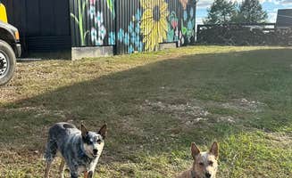 Shelly S.'s photo of camping with pets at Off The Hook RV Campground near Liberty, KY