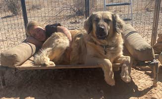 Imerie T.'s photo of camping with pets at Ogilby Road Dispersed BLM near El Centro, CA