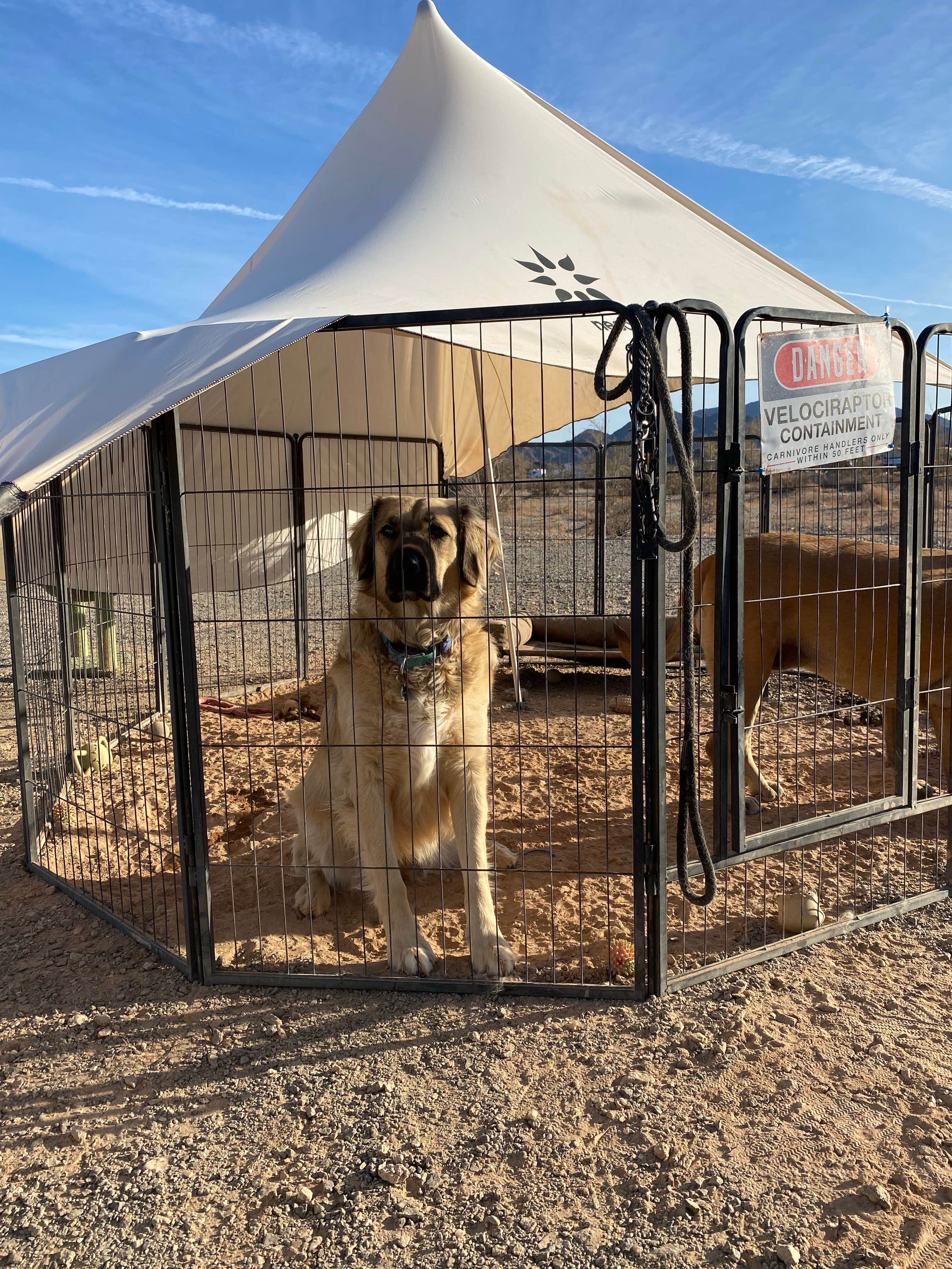 Imerie T.'s photo of camping with pets at Ogilby Road Dispersed BLM near El Centro, CA