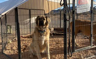 Imerie T.'s photo of camping with pets at Ogilby Road Dispersed BLM near Winterhaven, CA