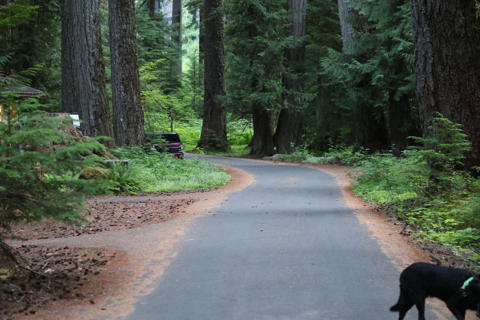 Rob B.'s photo of camping with pets at Ohanapecosh Campground — Mount Rainier National Park near Randle, WA