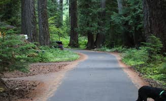 Rob B.'s photo of camping with pets at Ohanapecosh Campground — Mount Rainier National Park near Goose Prairie, WA