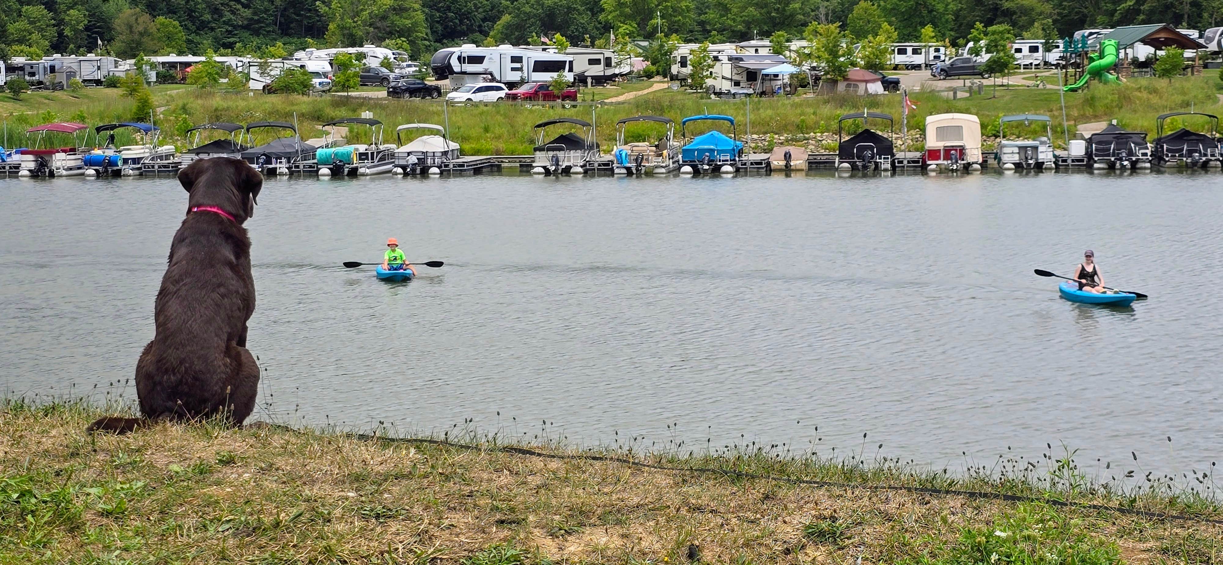 Don T.'s photo of camping with pets at Atwood Lake Park Campground near Magnolia, OH