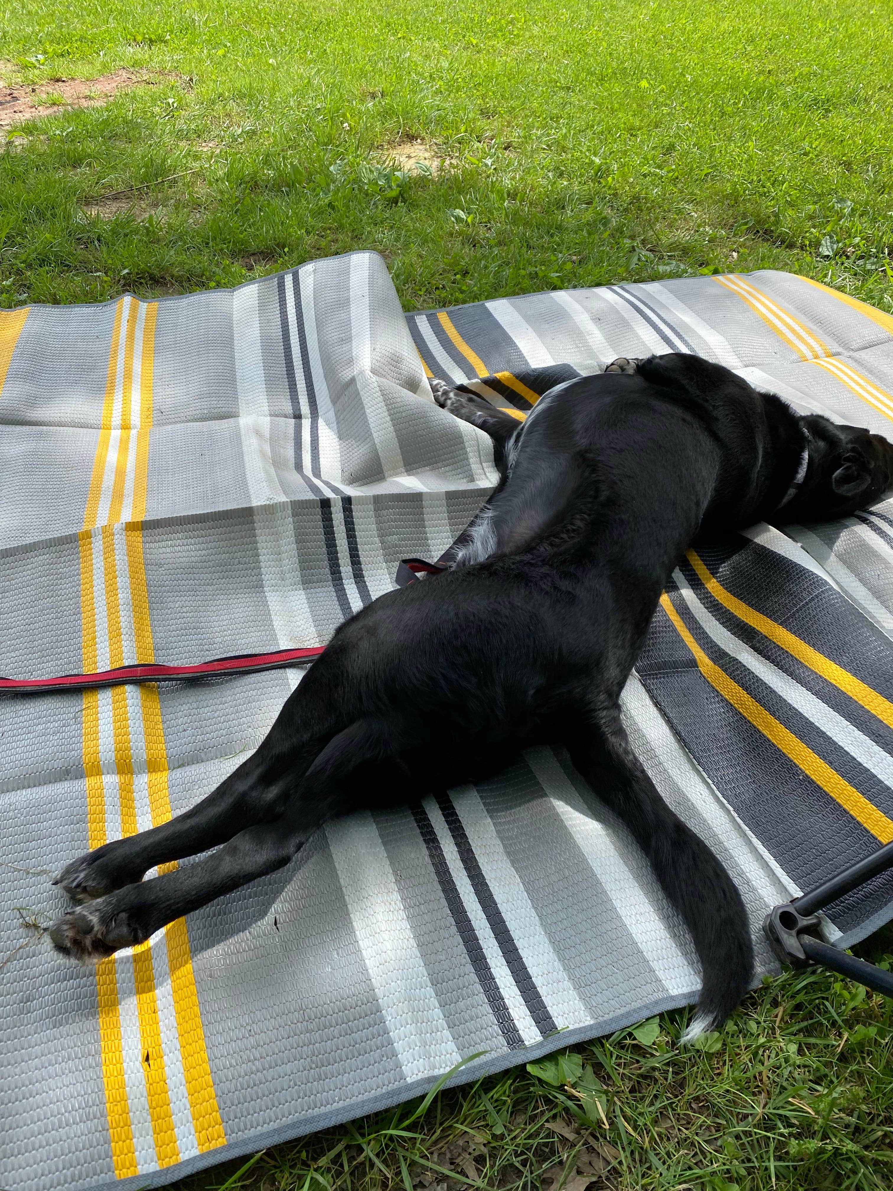 Shannon G.'s photo of camping with pets at East Fork State Park Campground near Burlington, KY