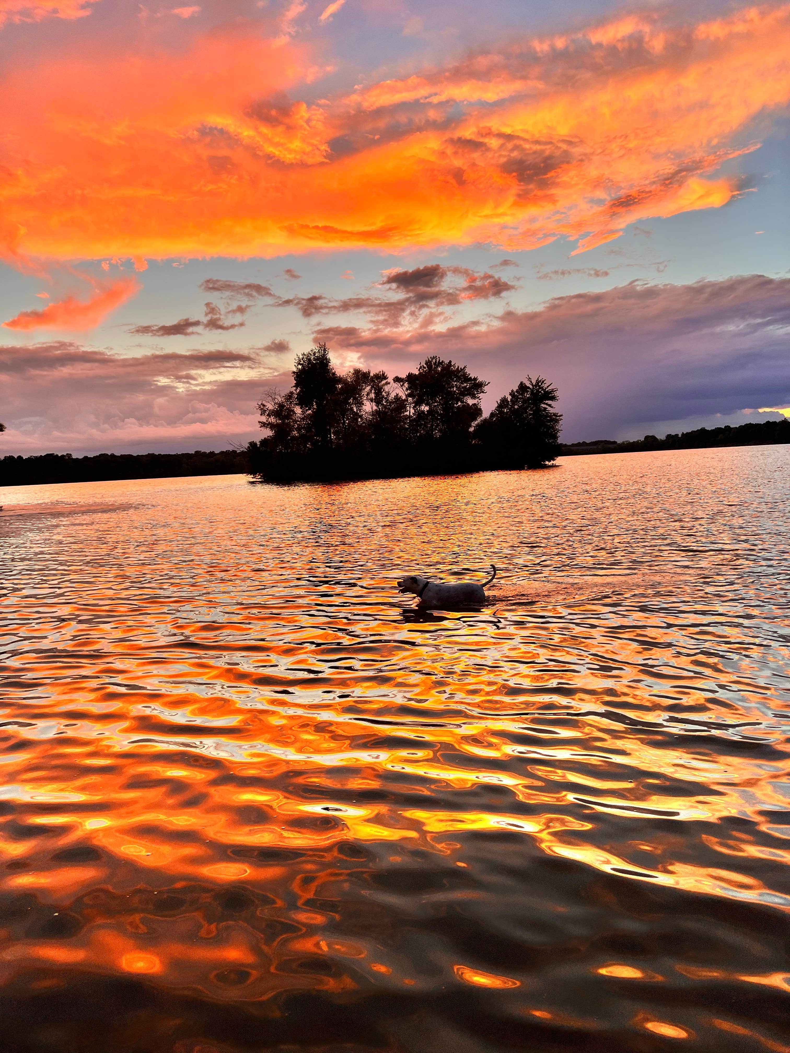 Marcia L.'s photo of camping with pets at East Fork State Park Campground near Lebanon, OH