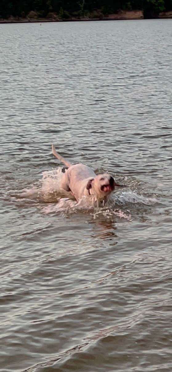 Marcia L.'s photo of camping with pets at East Fork State Park Campground near West Fork of Mill Creek Lake