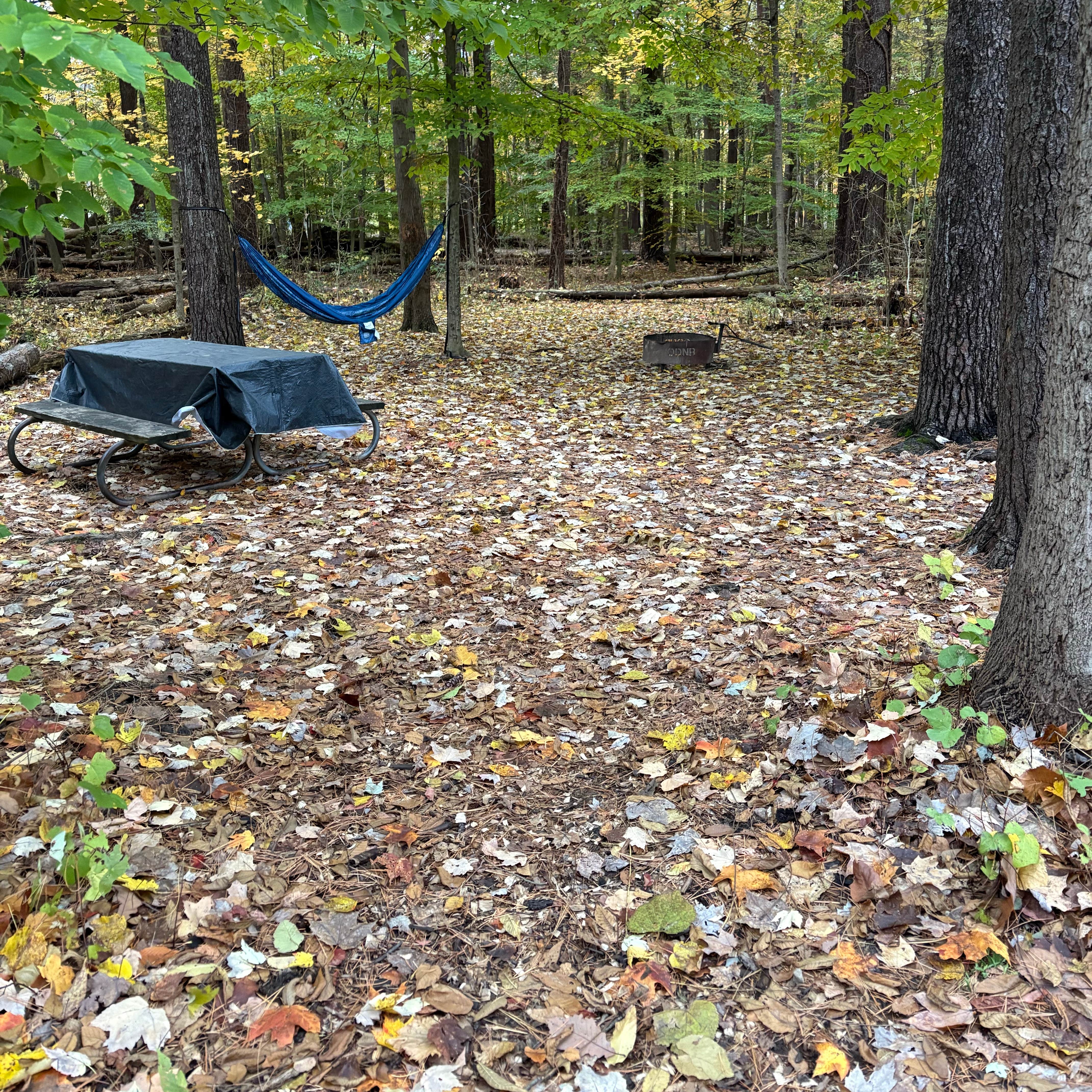 Findley State Park Campground | Wellington, Ohio