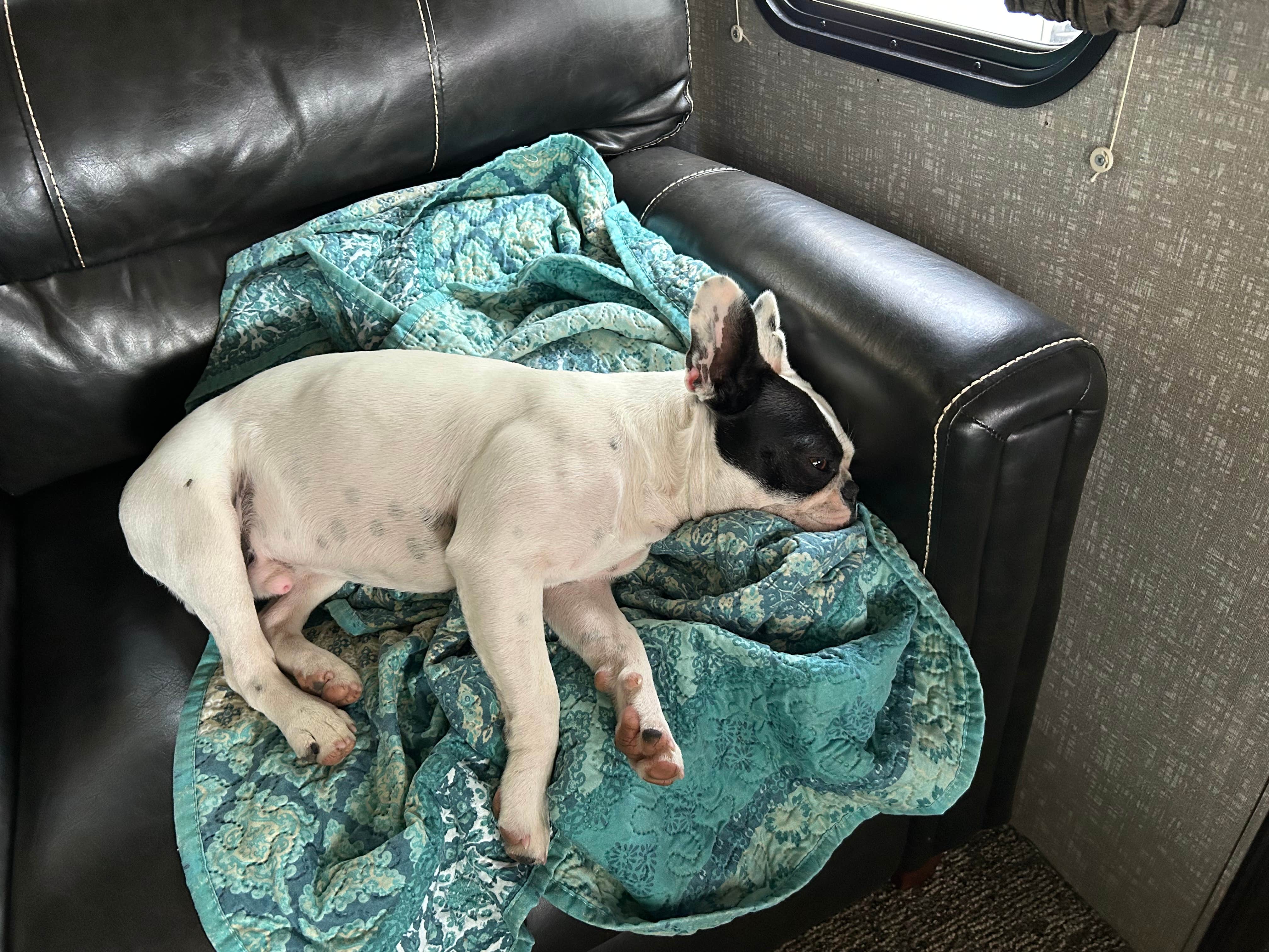Christopher  M.'s photo of camping with pets at Indian Lake State Park Campground near Radnor, OH