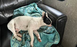 Christopher  M.'s photo of camping with pets at Indian Lake State Park Campground near Radnor, OH