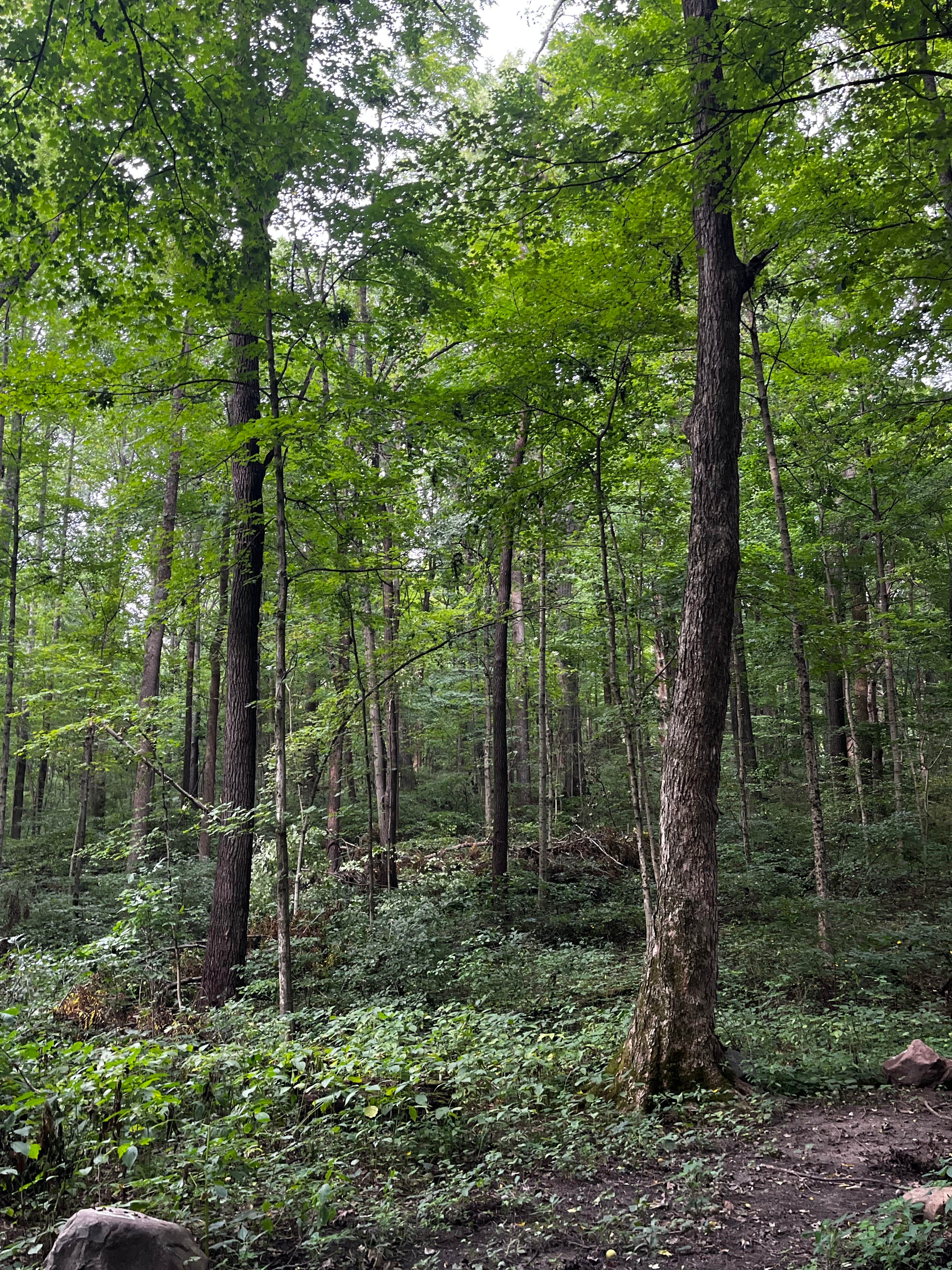 Camper-submitted photo at Kiser Lake State Park Campground near Bellefontaine, OH