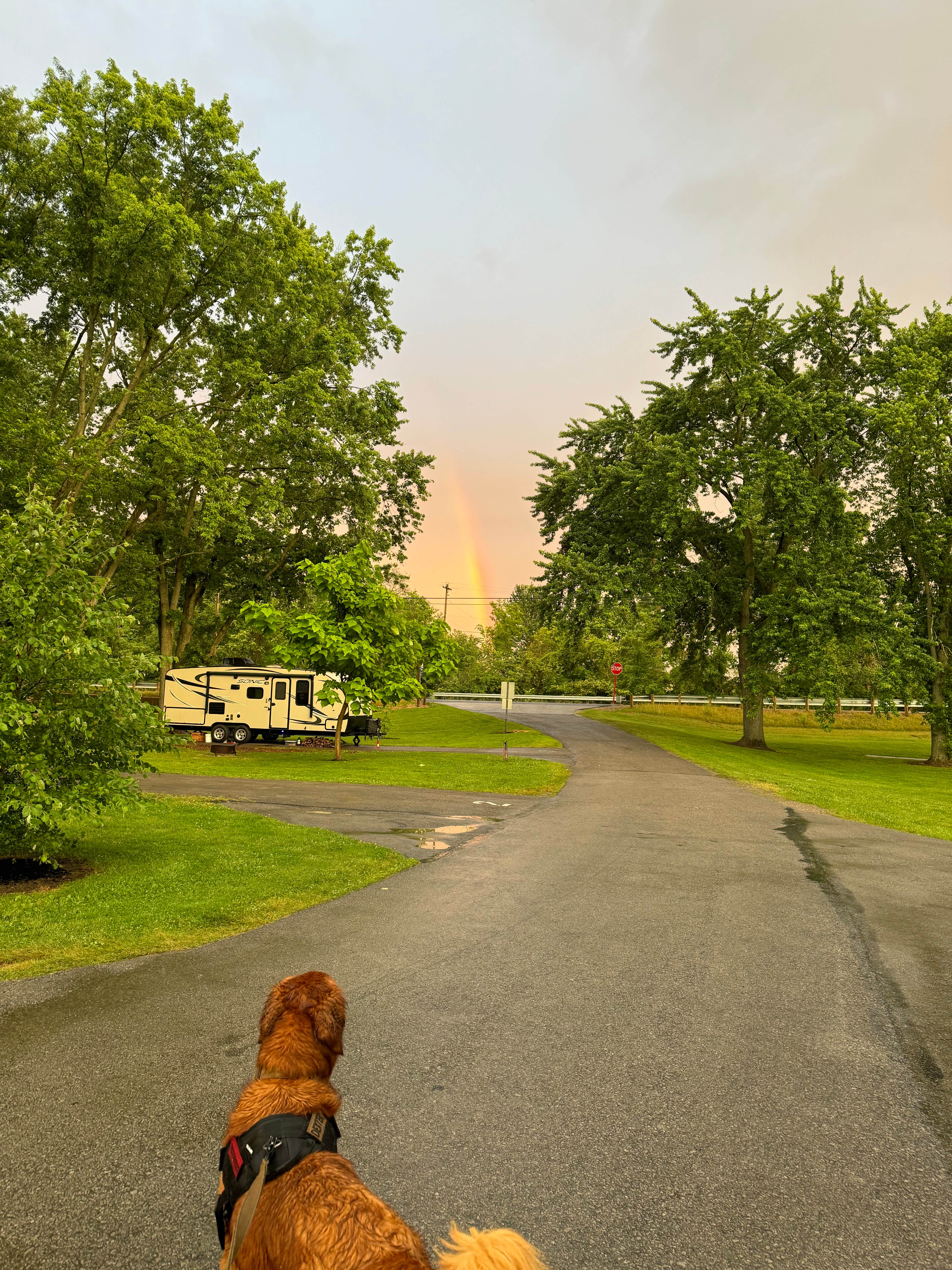 Kelsey S.'s photo of camping with pets at Mary Jane Thurston State Park Campground near Swanton, OH