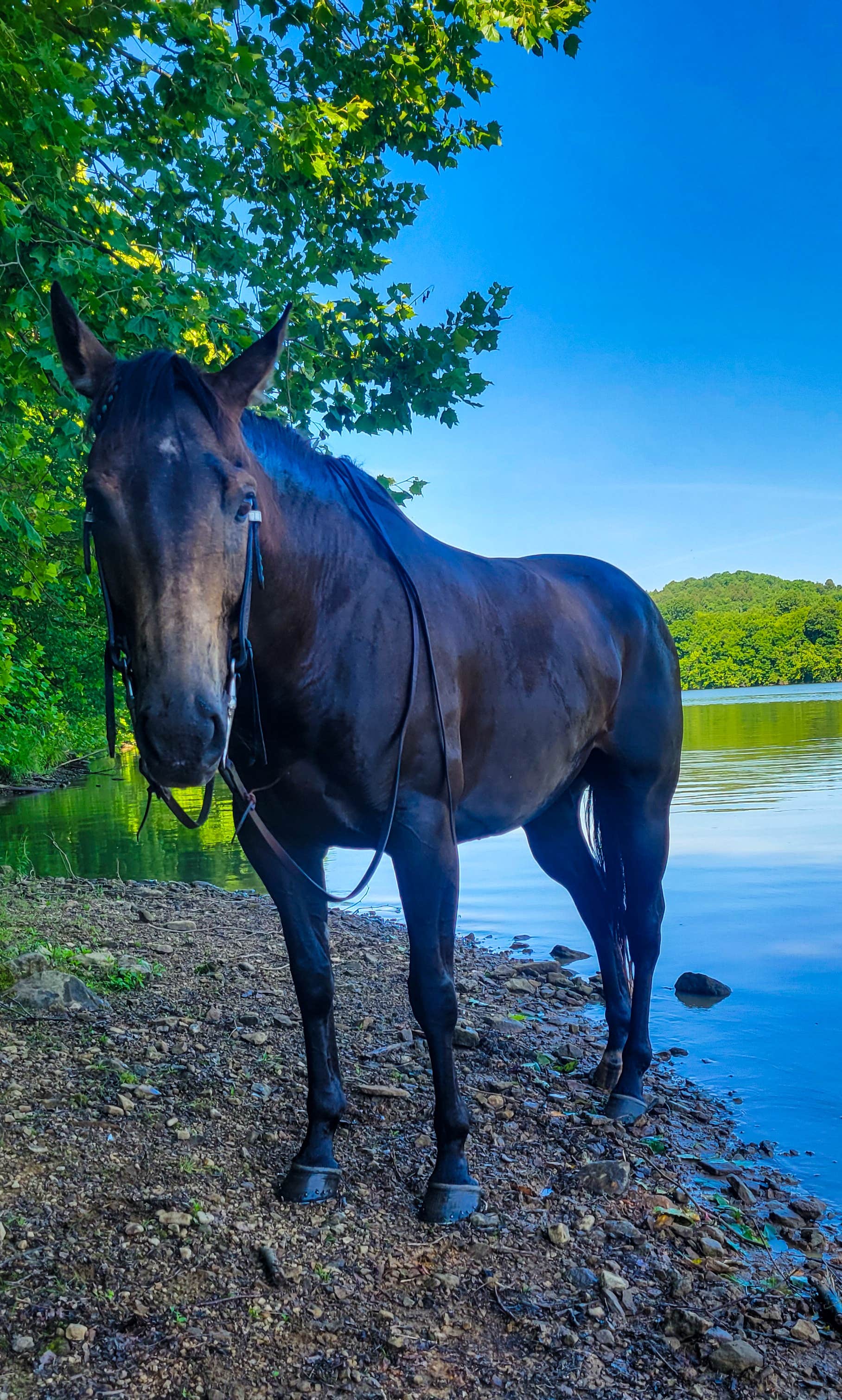 Janessa S.'s photo of camping with a horse at Salt Fork State Park Campground near Clifton, OH