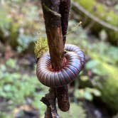 Review photo of Tar Hollow State Park Campground by Tyler S., January 8, 2025