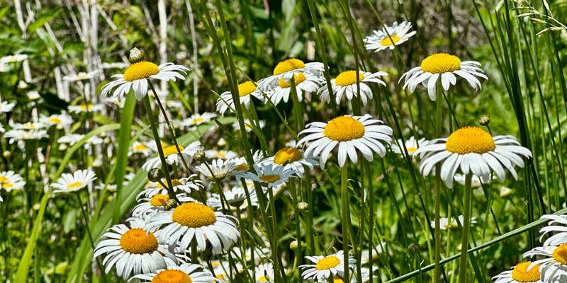 Camper submitted image from Timbre Ridge Lake