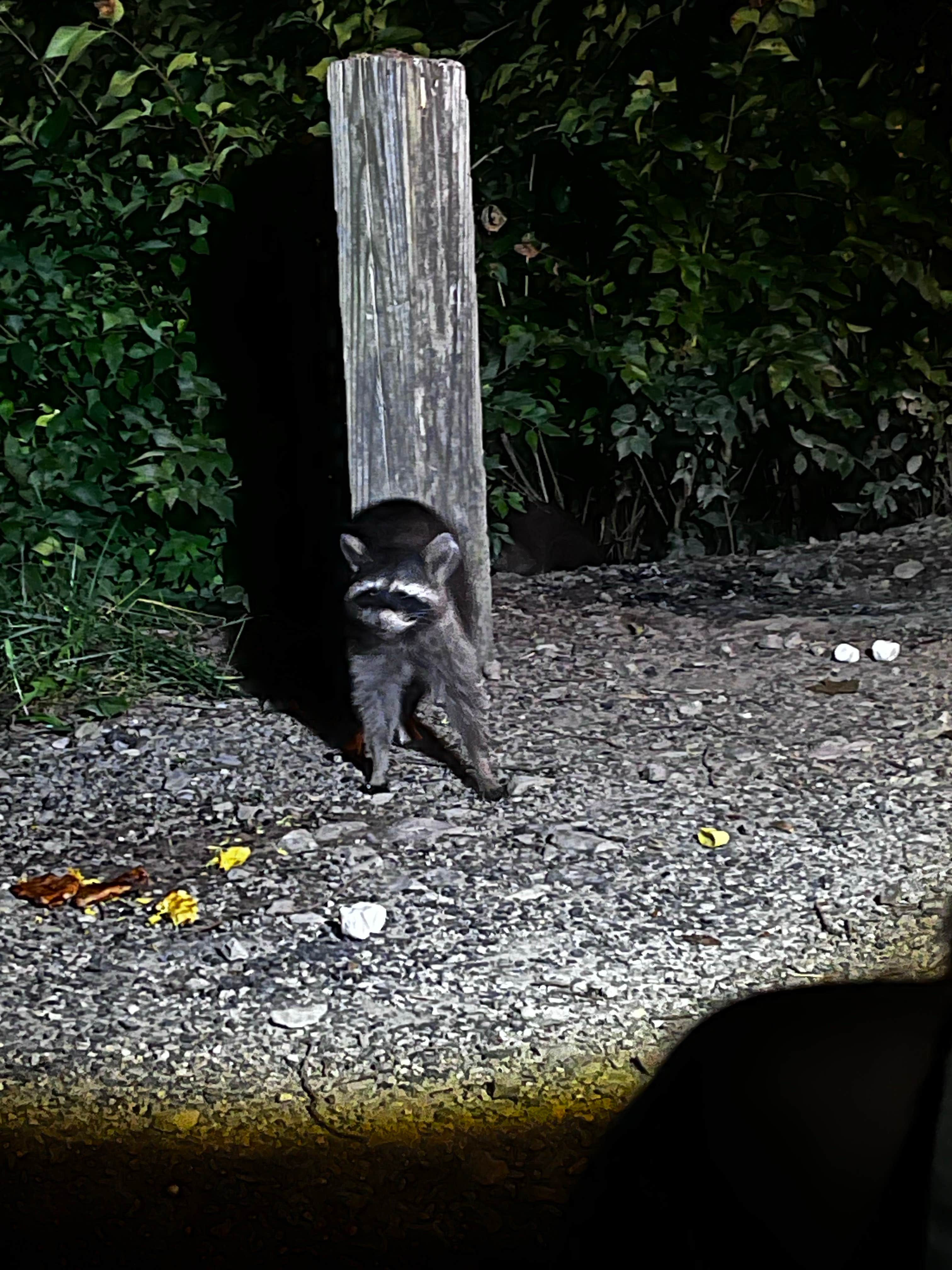 Tara R.'s photo of camping with pets at Wolf Run State Park Campground near Cambridge, OH
