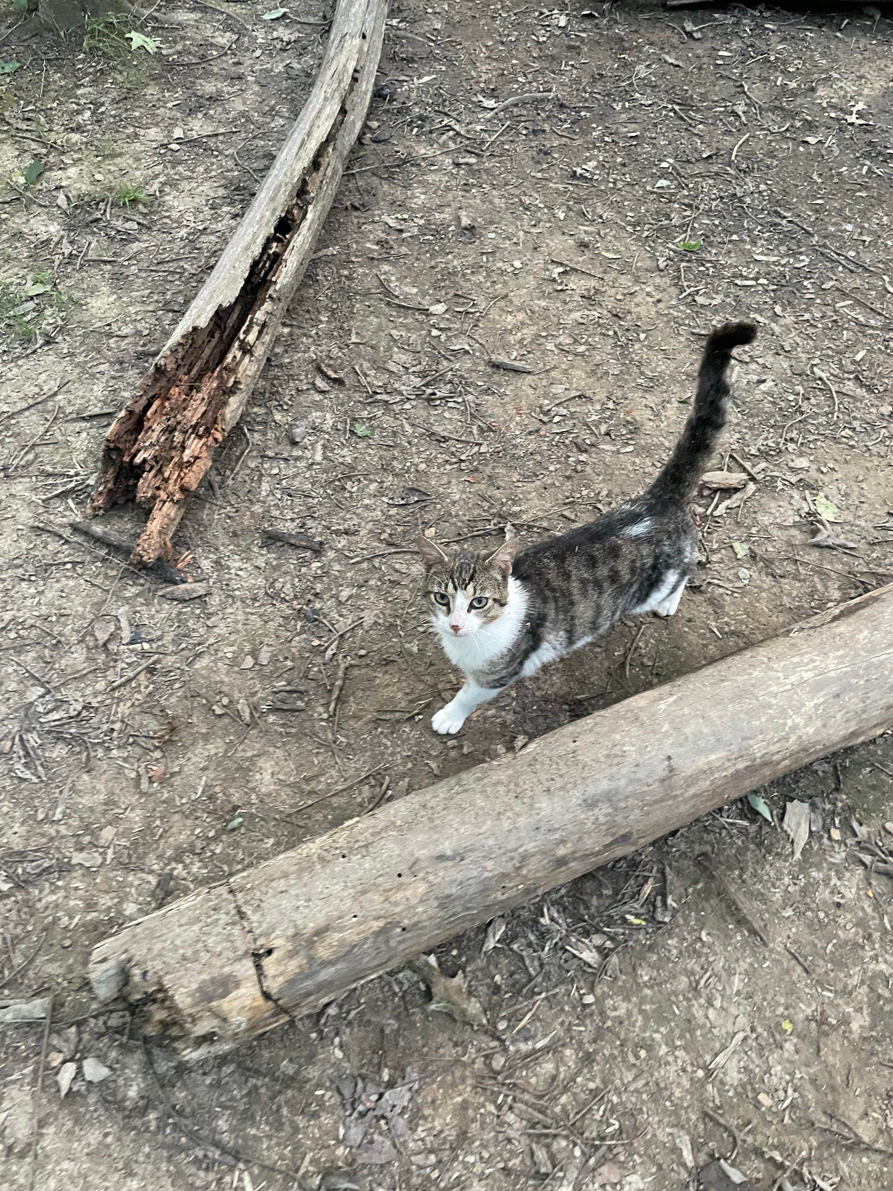 Lani R.'s photo of camping with pets at Zaleski State Forest near Glouster, OH