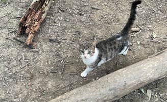 Lani R.'s photo of camping with pets at Zaleski State Forest near New Lexington, OH